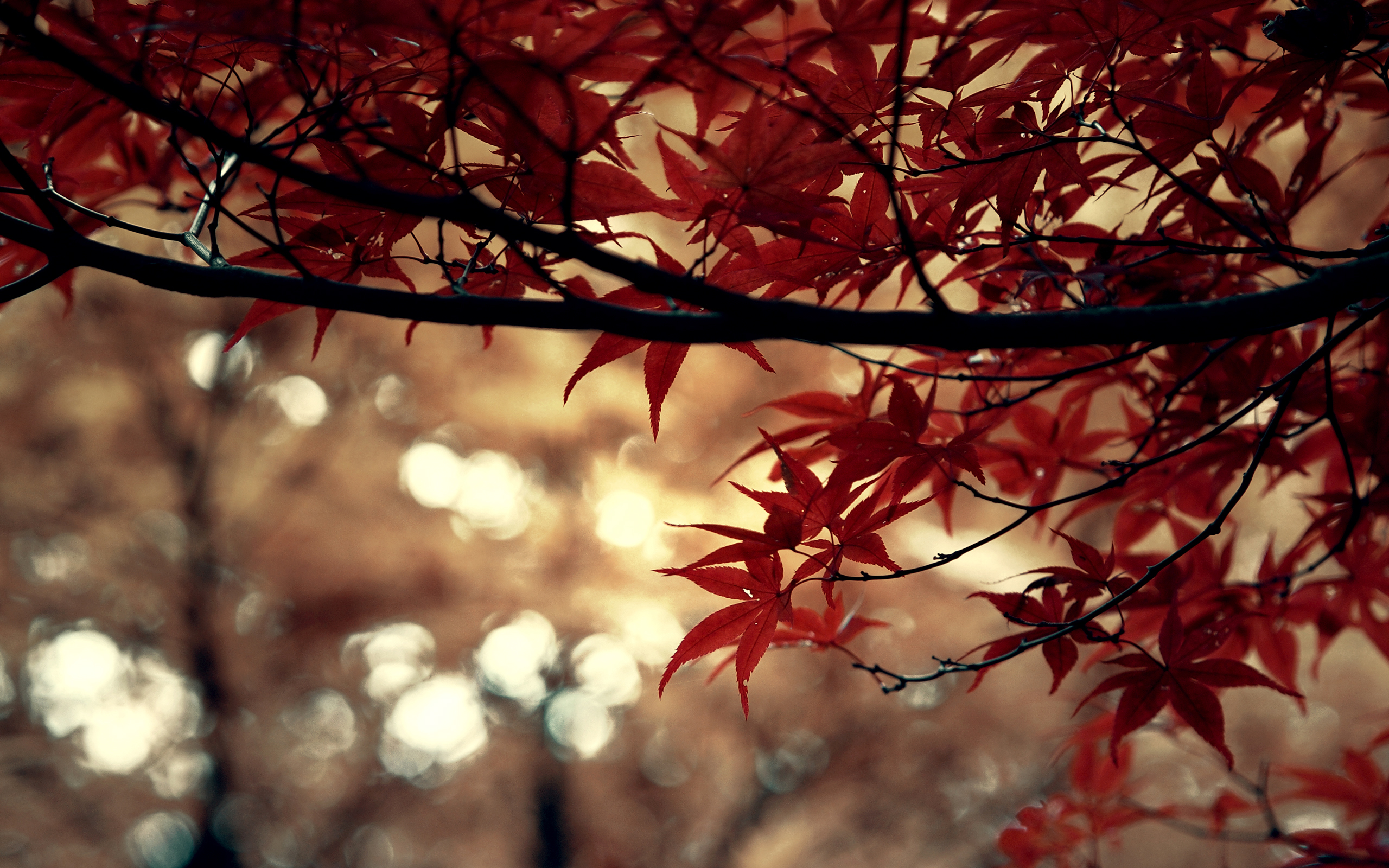 Сакура осенью