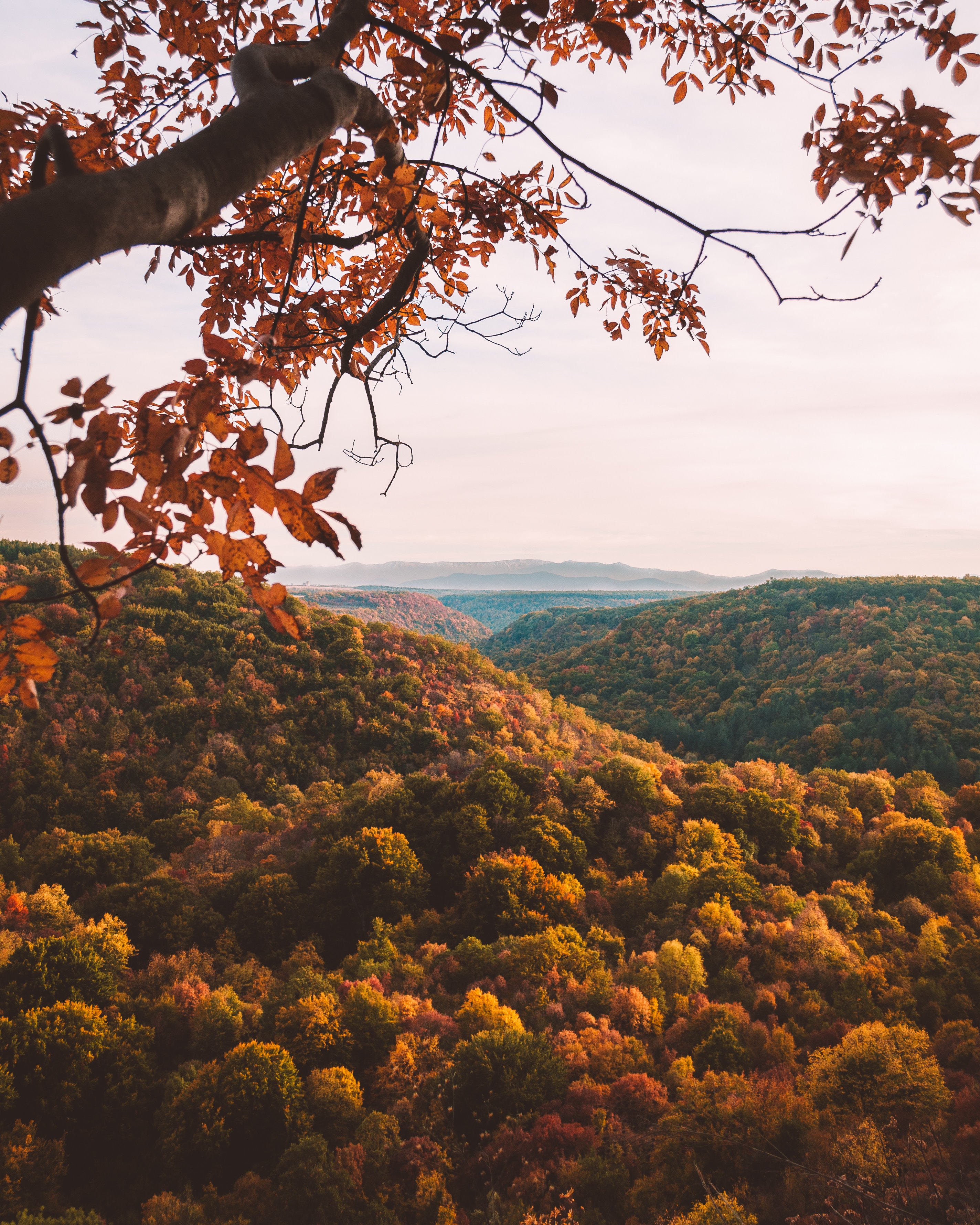 Laden Sie das Geäst, Zweige, Natur, Bäume, Wald, Blick Von Oben, Herbst-Bild kostenlos auf Ihren PC-Desktop herunter