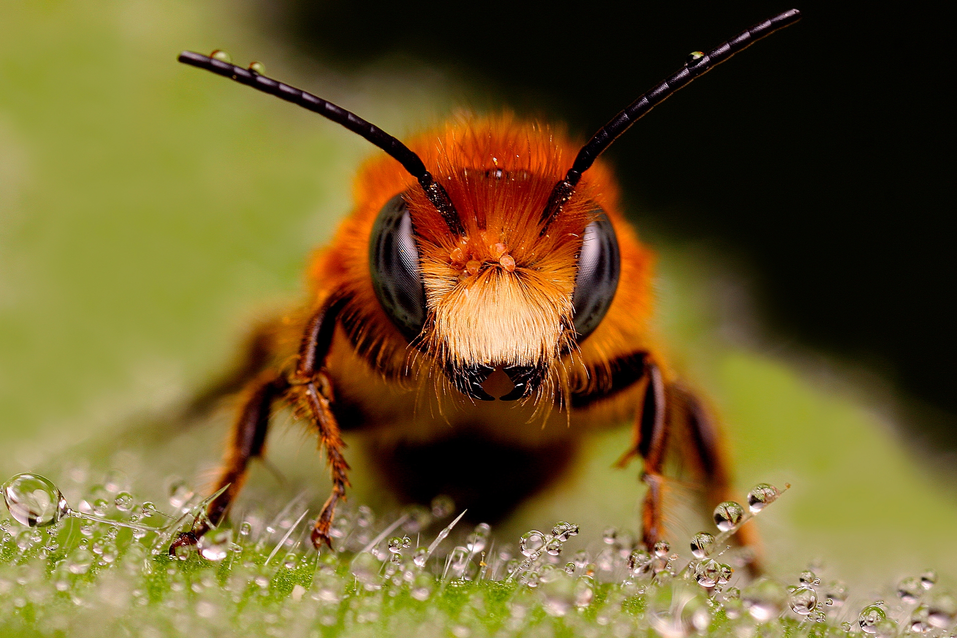 64337 скачать картинку капли, поверхность, пчела, макро, глаза, насекомое - обои и заставки бесплатно