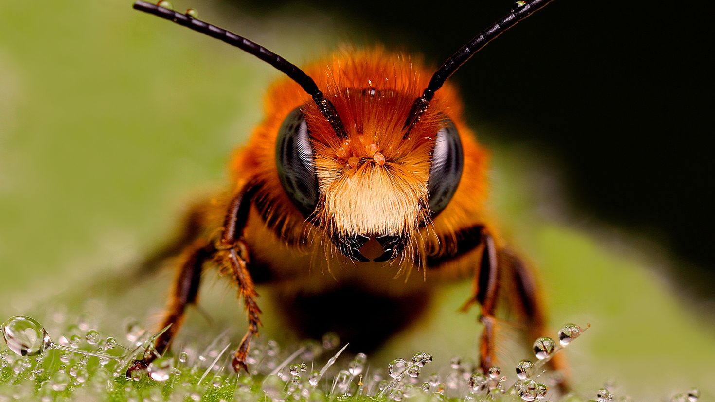 Насекомые и различные животные. Пчела мохнатоногая. Макросъемка насекомых. Пчела Макросъемка. Красивая пчела.