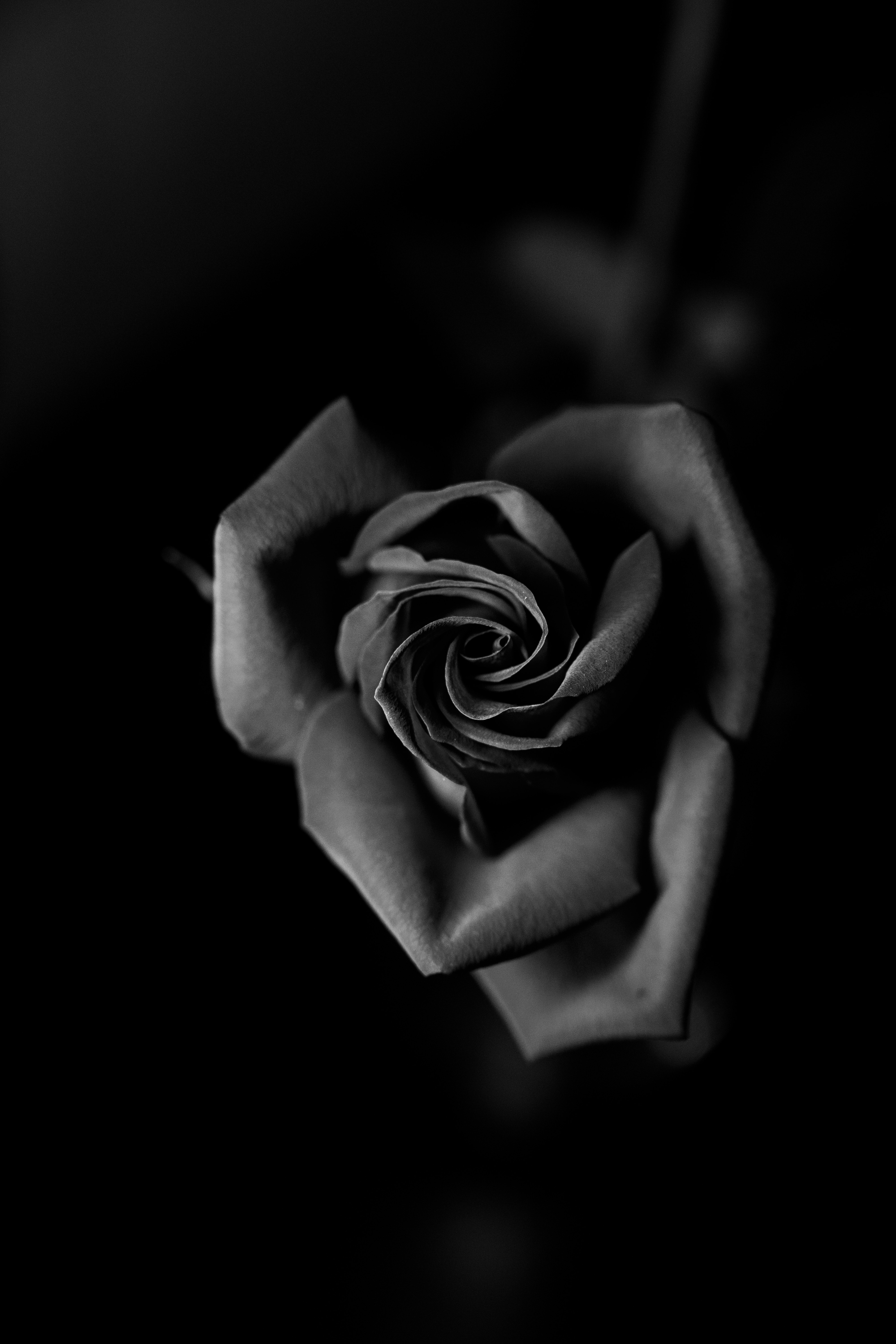 Download mobile wallpaper Bud, Petals, Chb, Close Up, Flowers, Bw, Rose Flower, Rose for free.