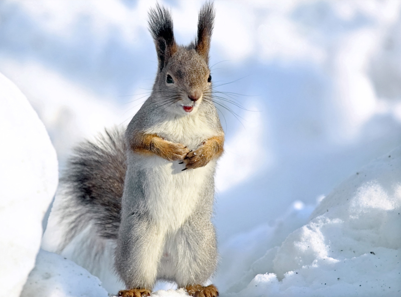 animals, squirrel, snow, fright, to stand, stand