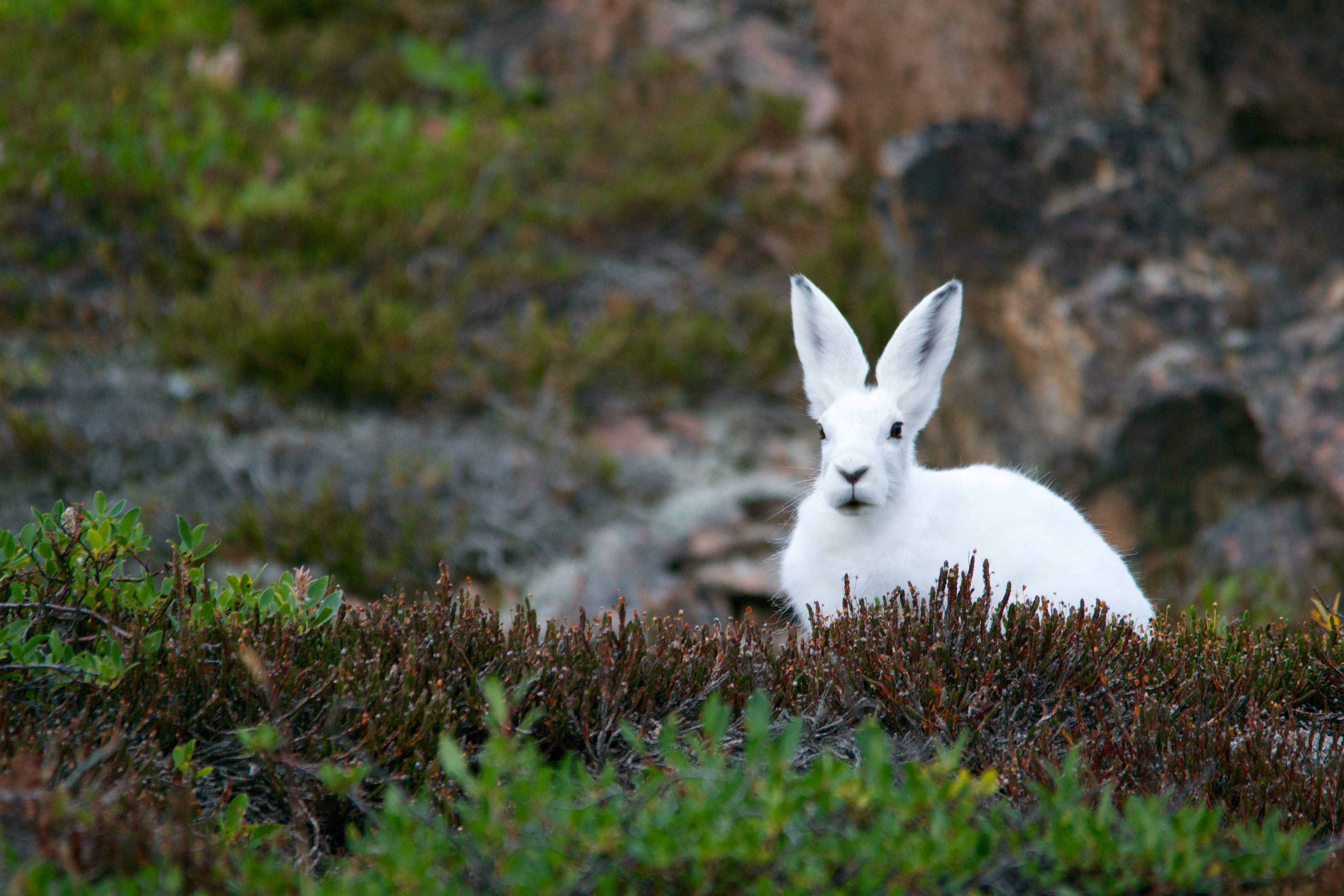 768109 скачать картинку животные, арктический заяц, трава, зайцы, кролик - обои и заставки бесплатно