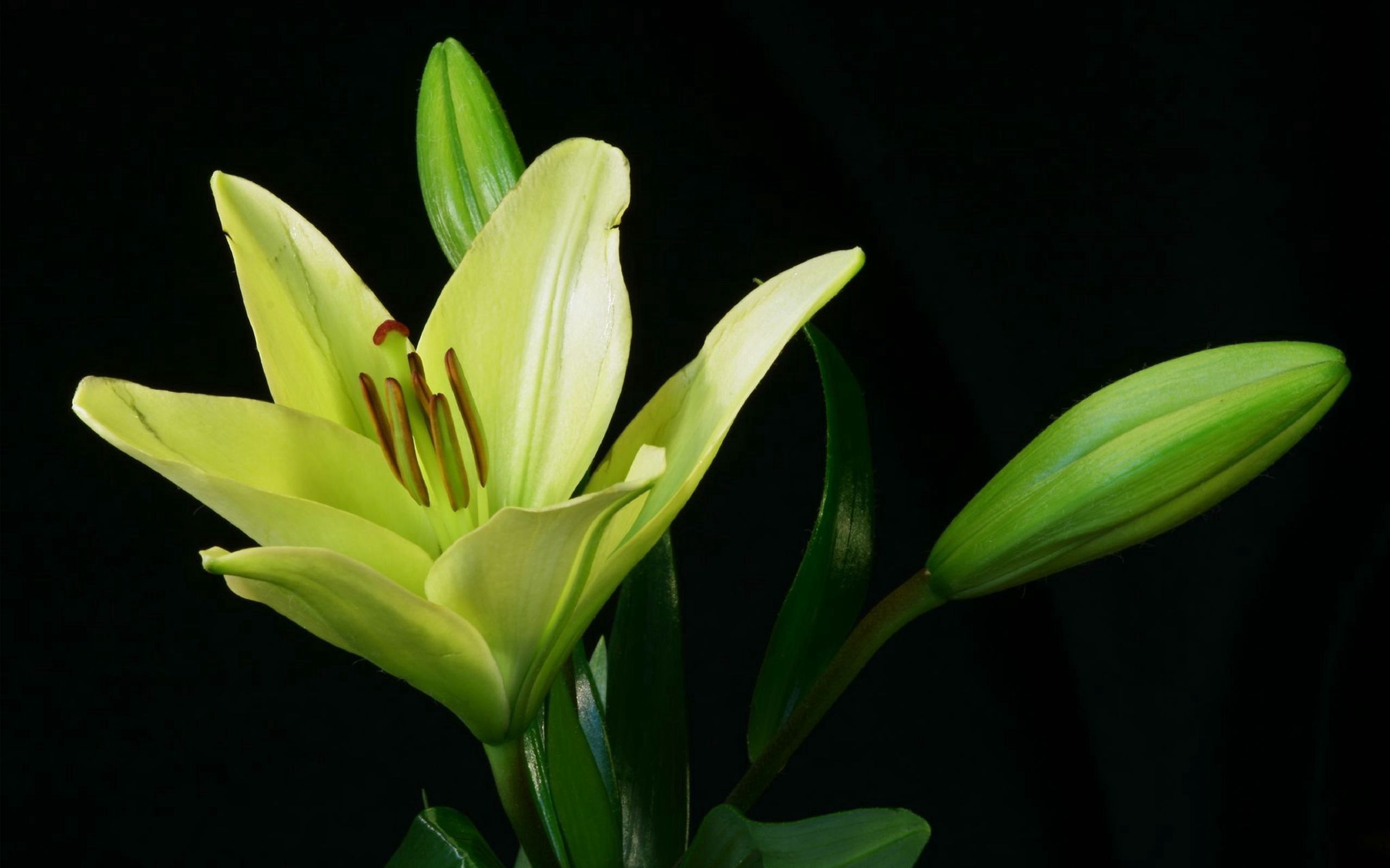 Handy-Wallpaper Lily, Knospe, Bud, Lilie, Pflanze, Blumen kostenlos herunterladen.