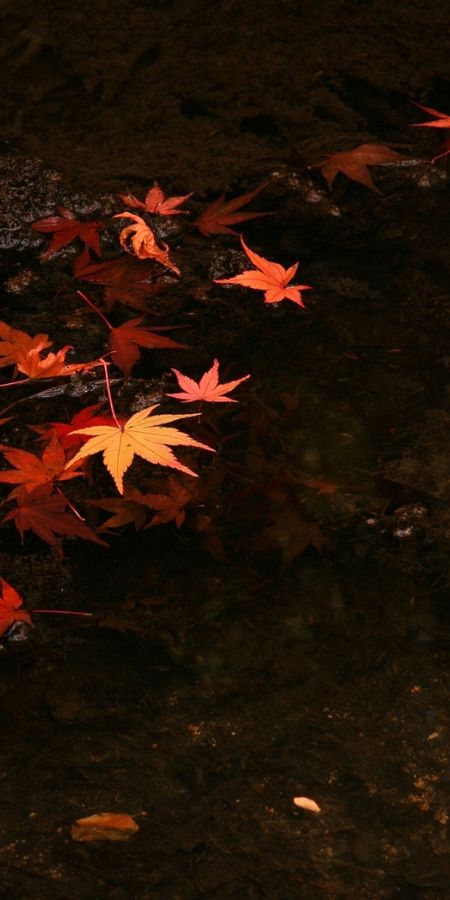 Падающие листья в воду. Осенние листья. Падающие листья. Красивые листья темные. Осенние листья темные.