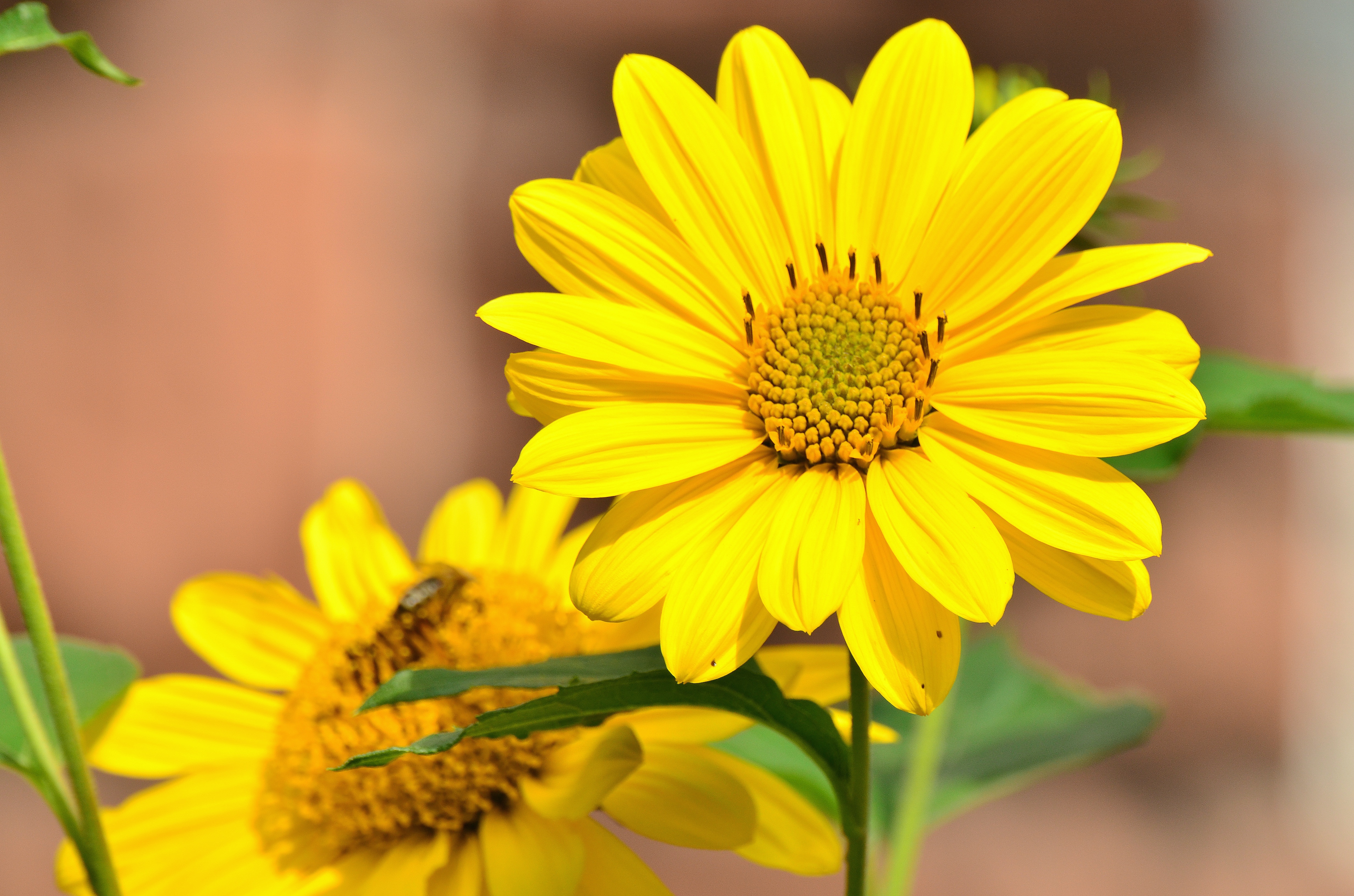 Laden Sie das Knospe, Bud, Blume, Sonnenblume, Blumen-Bild kostenlos auf Ihren PC-Desktop herunter