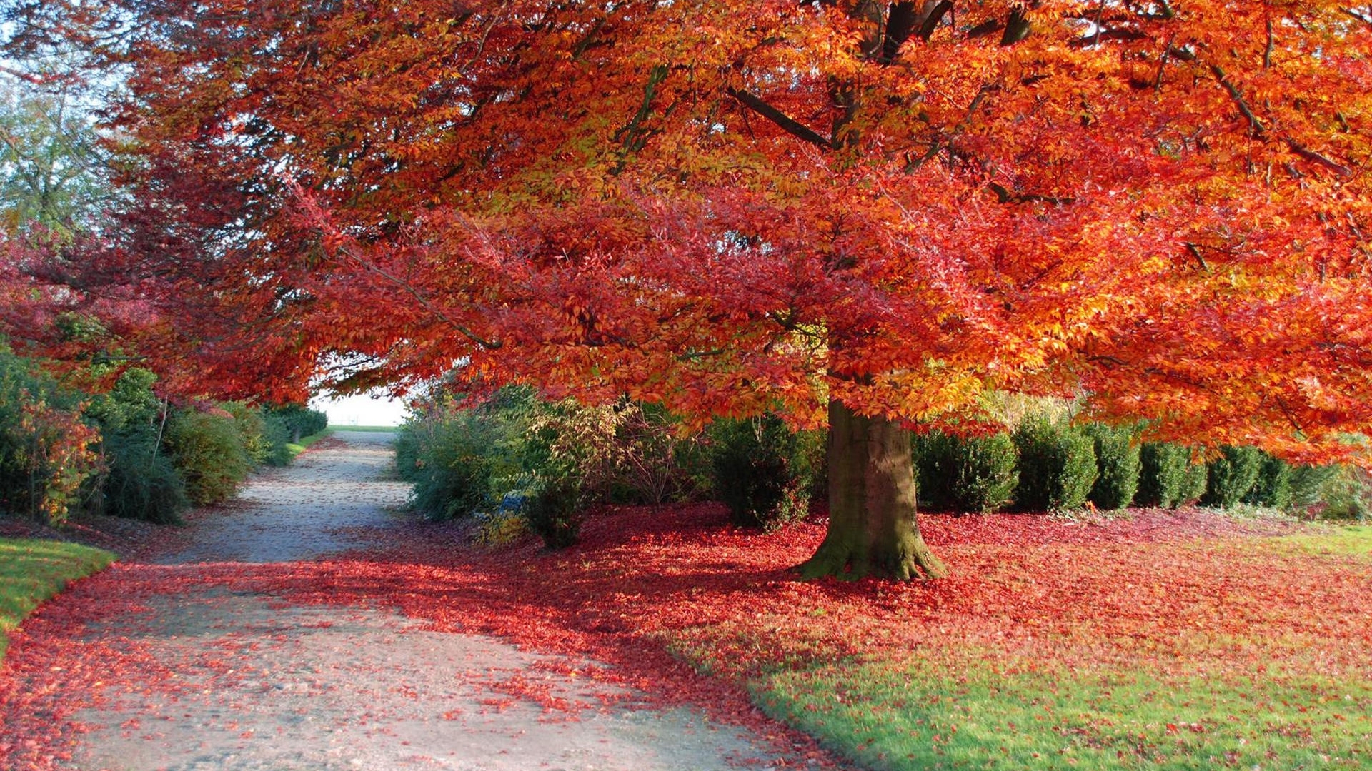 在您的 PC 桌面上免費下載 景观, 树, 秋 圖片