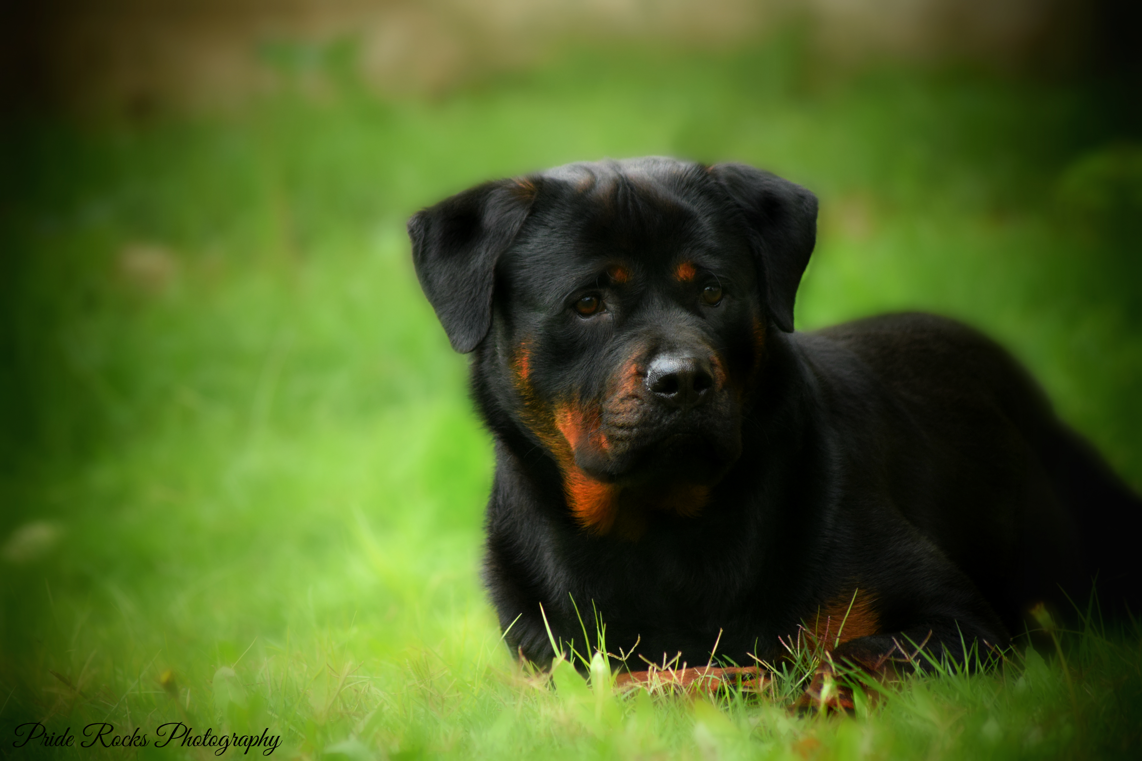 animal, rottweiler, dogs cell phone wallpapers