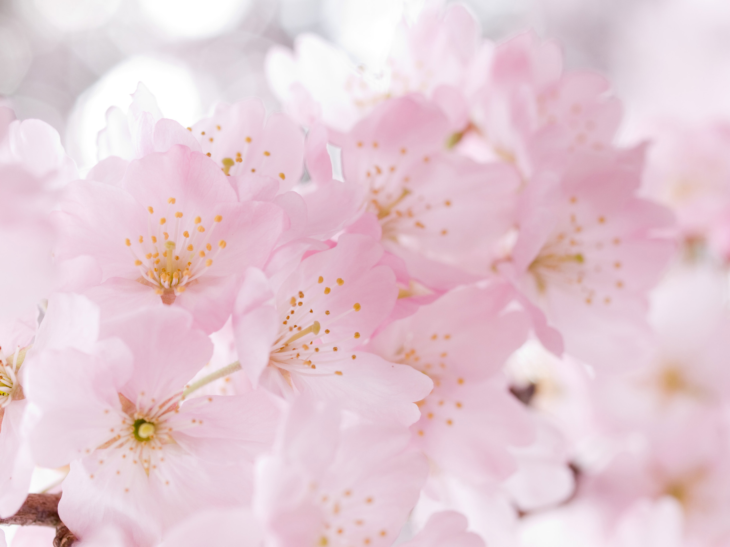 Нежная сакура. Бледно розовые цветы. Нежный цветок. Нежные весенние цветы. Цветы светлые.