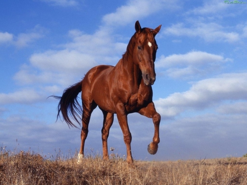 49760 Bildschirmschoner und Hintergrundbilder Pferde auf Ihrem Telefon. Laden Sie  Bilder kostenlos herunter