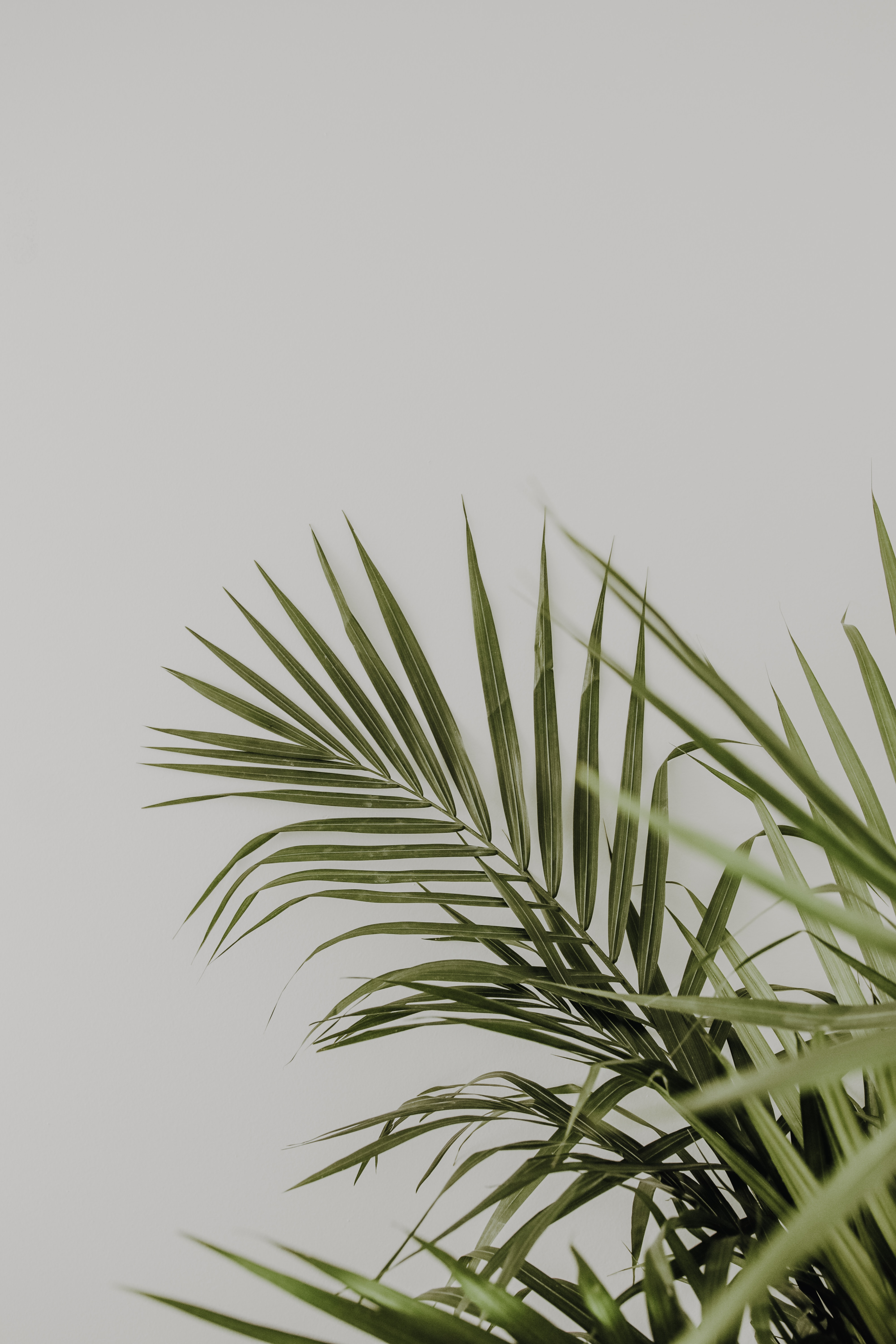 green, minimalism, palm, leaves, plant cellphone