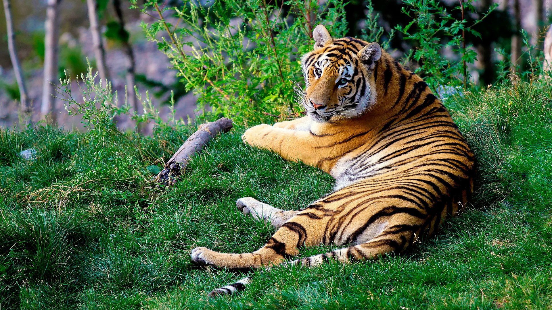 bengal tiger, animals, grass, predator cellphone