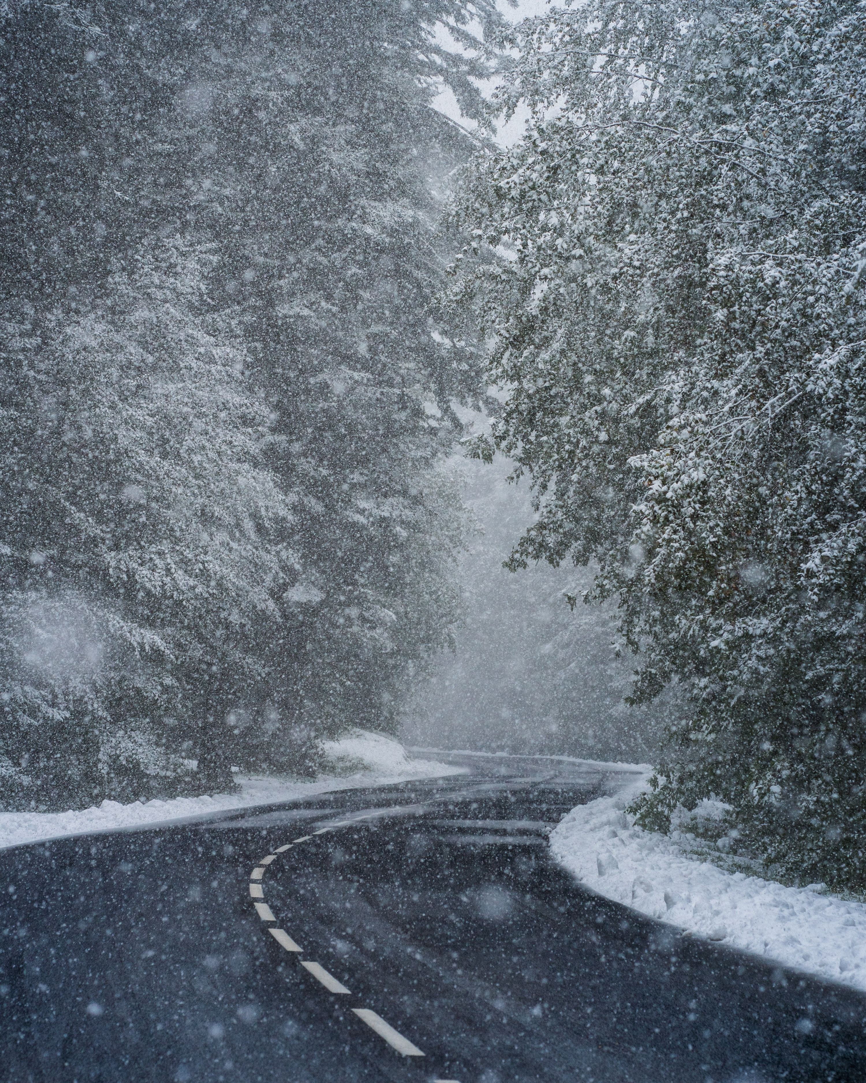 93277 скачать картинку зима, природа, деревья, снег, дорога, поворот, метель - обои и заставки бесплатно