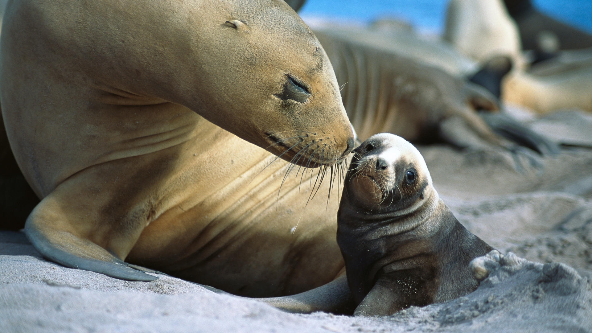 Laden Sie das Seals, Tiere-Bild kostenlos auf Ihren PC-Desktop herunter