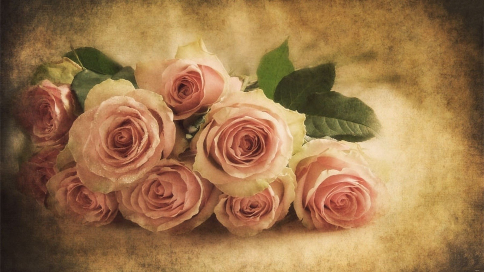 wallpapers close up, photography, vintage, paper, pink rose, pink, rose