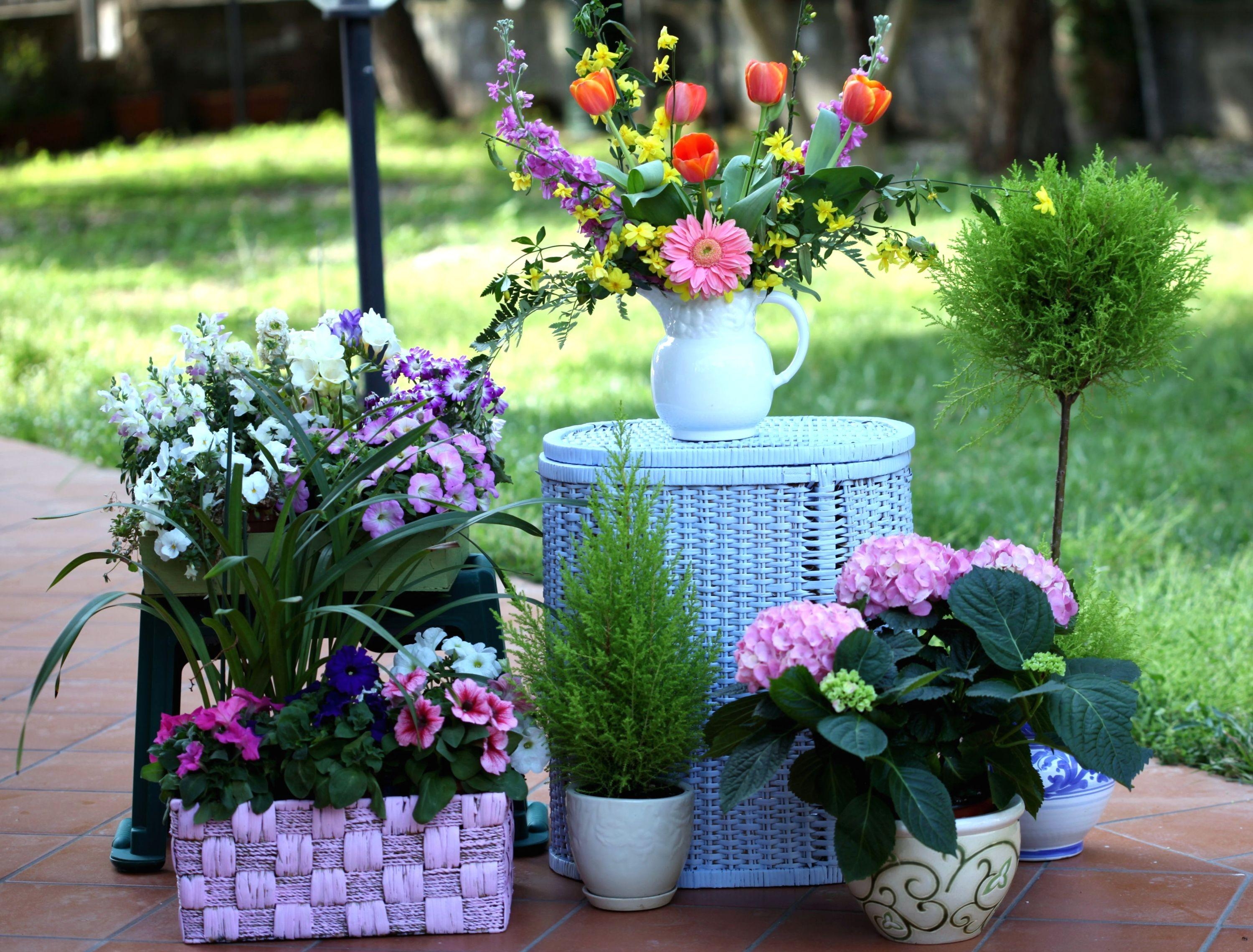 pots, flowers, tulips, fir, basket, hydrangea, levkoy, gillyflower, petunia, baskets