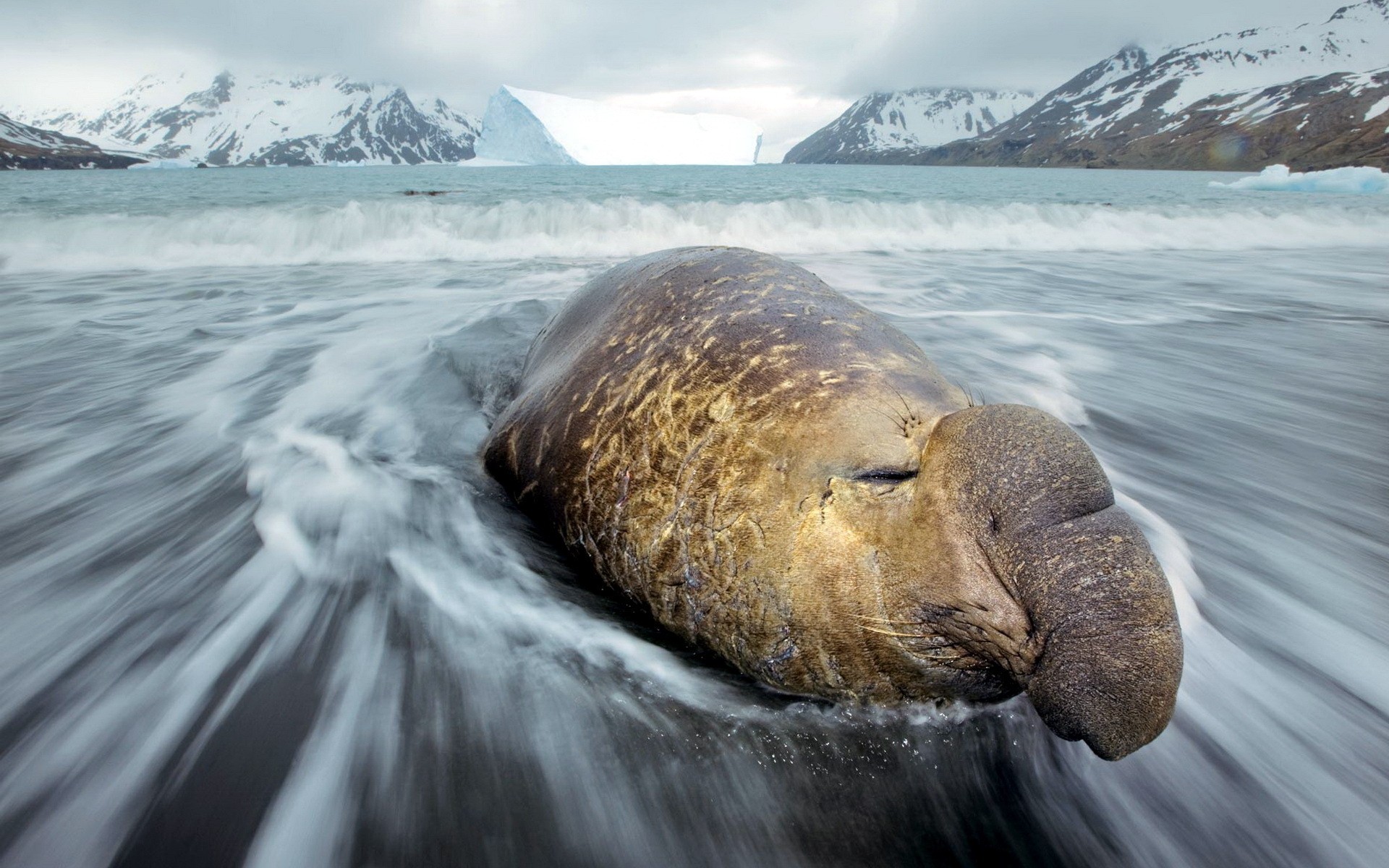 animal, elephant seal, beach, ocean, snow, wave, winter, seals phone wallpaper
