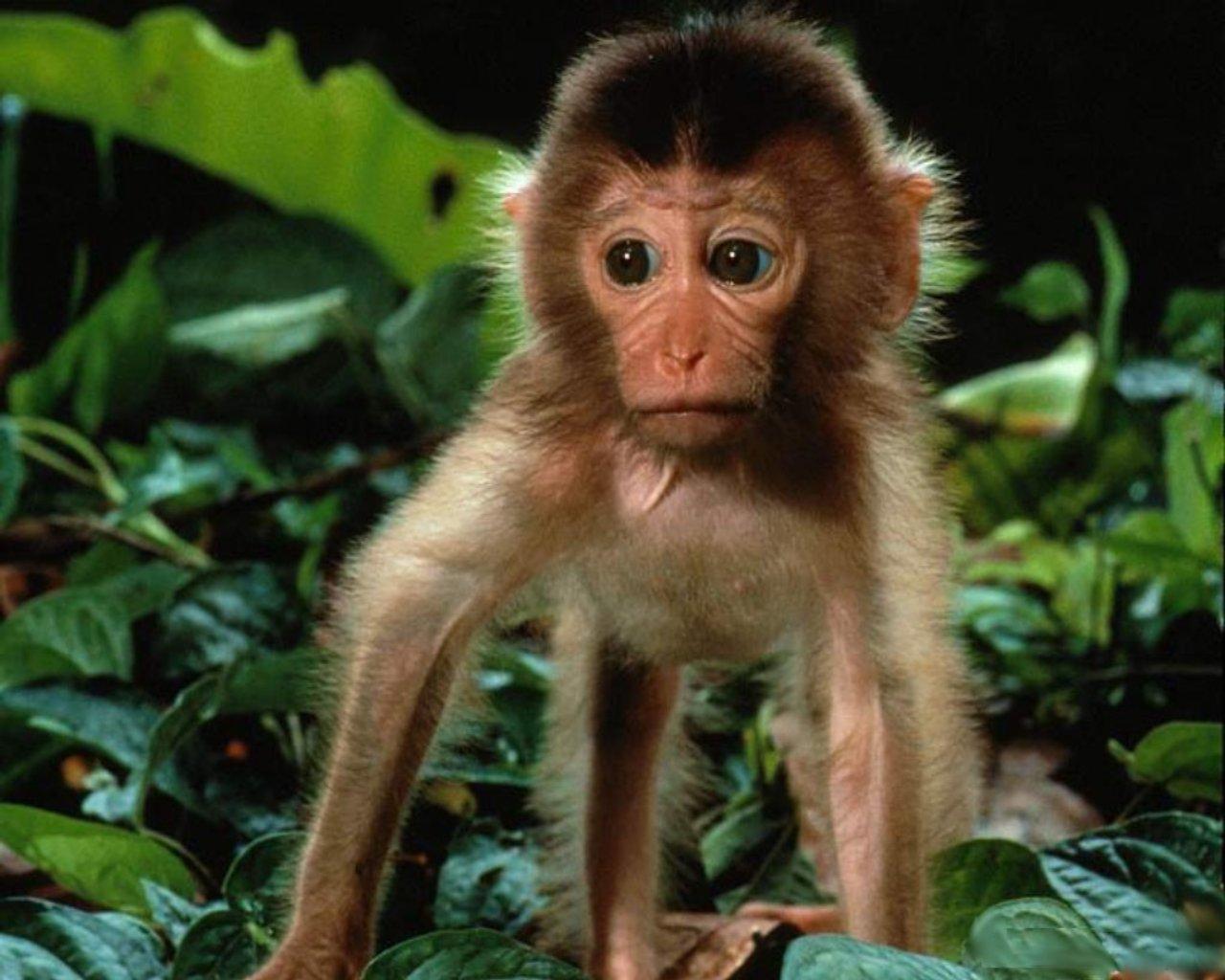 1439935 免費下載壁紙 动物, 猴子, 可爱的 屏保和圖片
