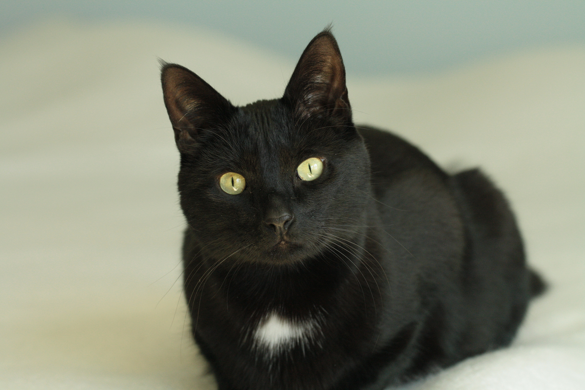 Черная кошка 11. Бомбейская крысоловка. Бомбейская кошка. Черный гладкошерстный кот с желтыми глазами. Британская Бомбейская кошка.