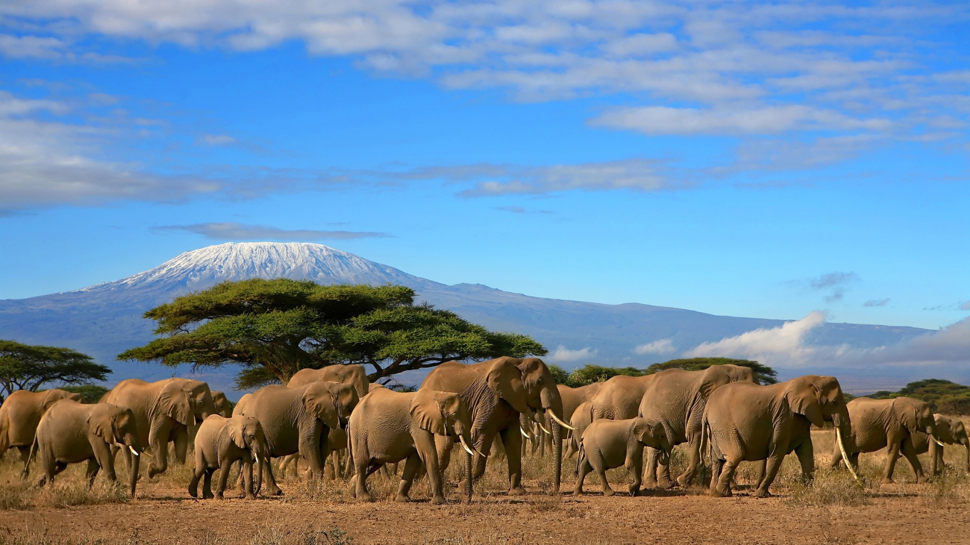 280285 скачать картинку африка, саванна, слоны, животные, африканский слон, гора киламанджаро, гора, дерево - обои и заставки бесплатно