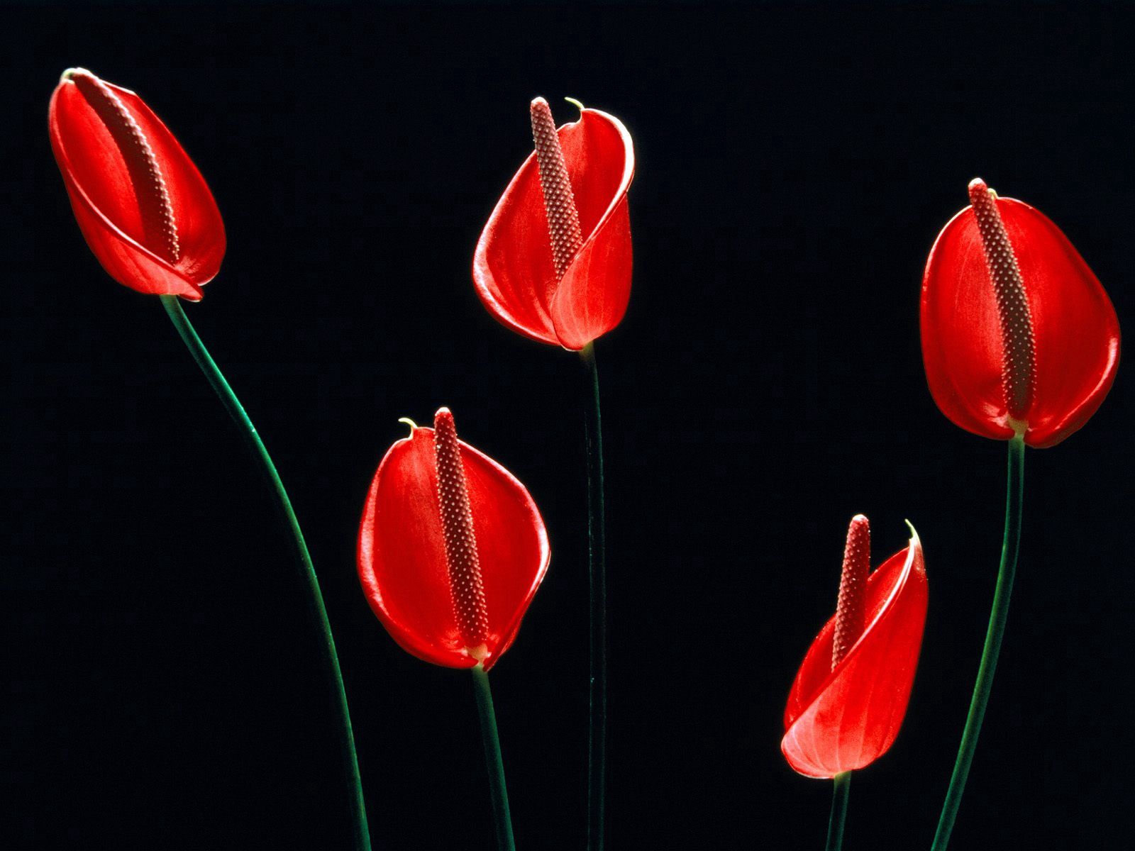 免费下载花卉, 红色的, 黑色的, 卡拉, 卡拉斯, 茎手机壁纸。