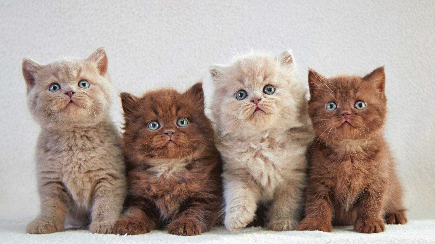 Четверо кошек. Четыре кота. 4 Котенка. Разные котята. Красивые котята.