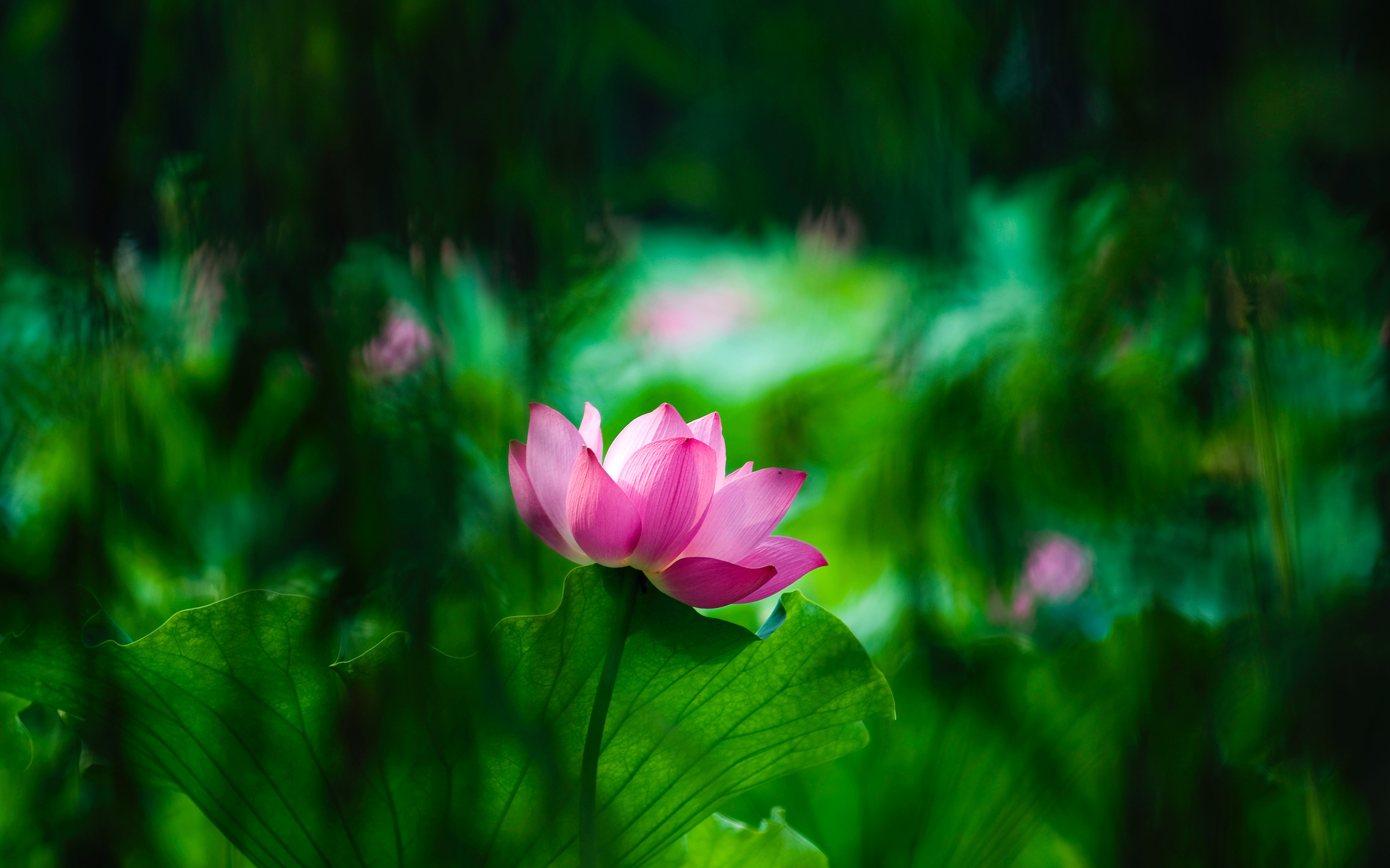 lotus, flowers, leaves, blur, smooth, bloom, flowering Full HD