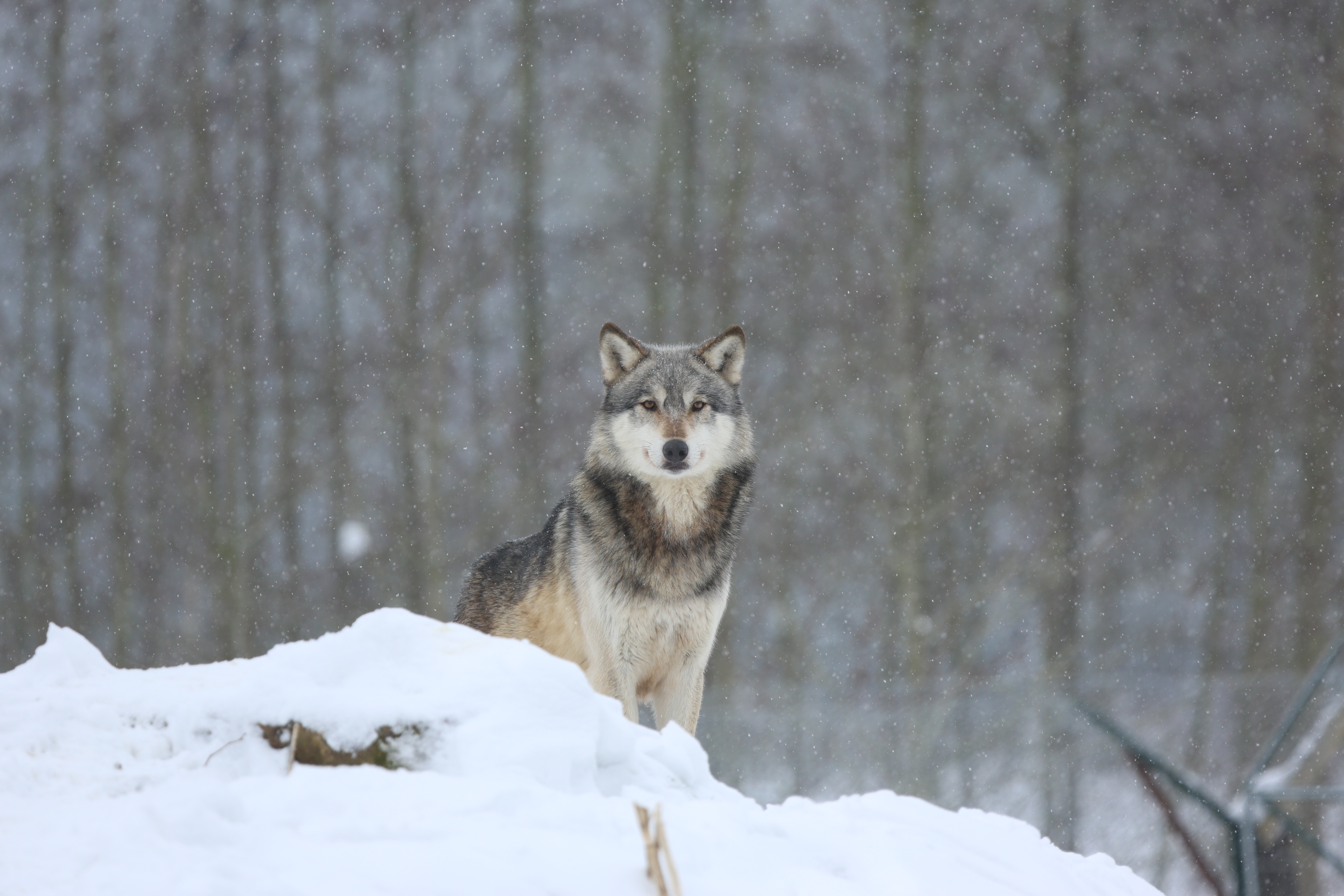 59897 télécharger le fond d'écran prédateur, loup, animaux, neige, animal - économiseurs d'écran et images gratuitement