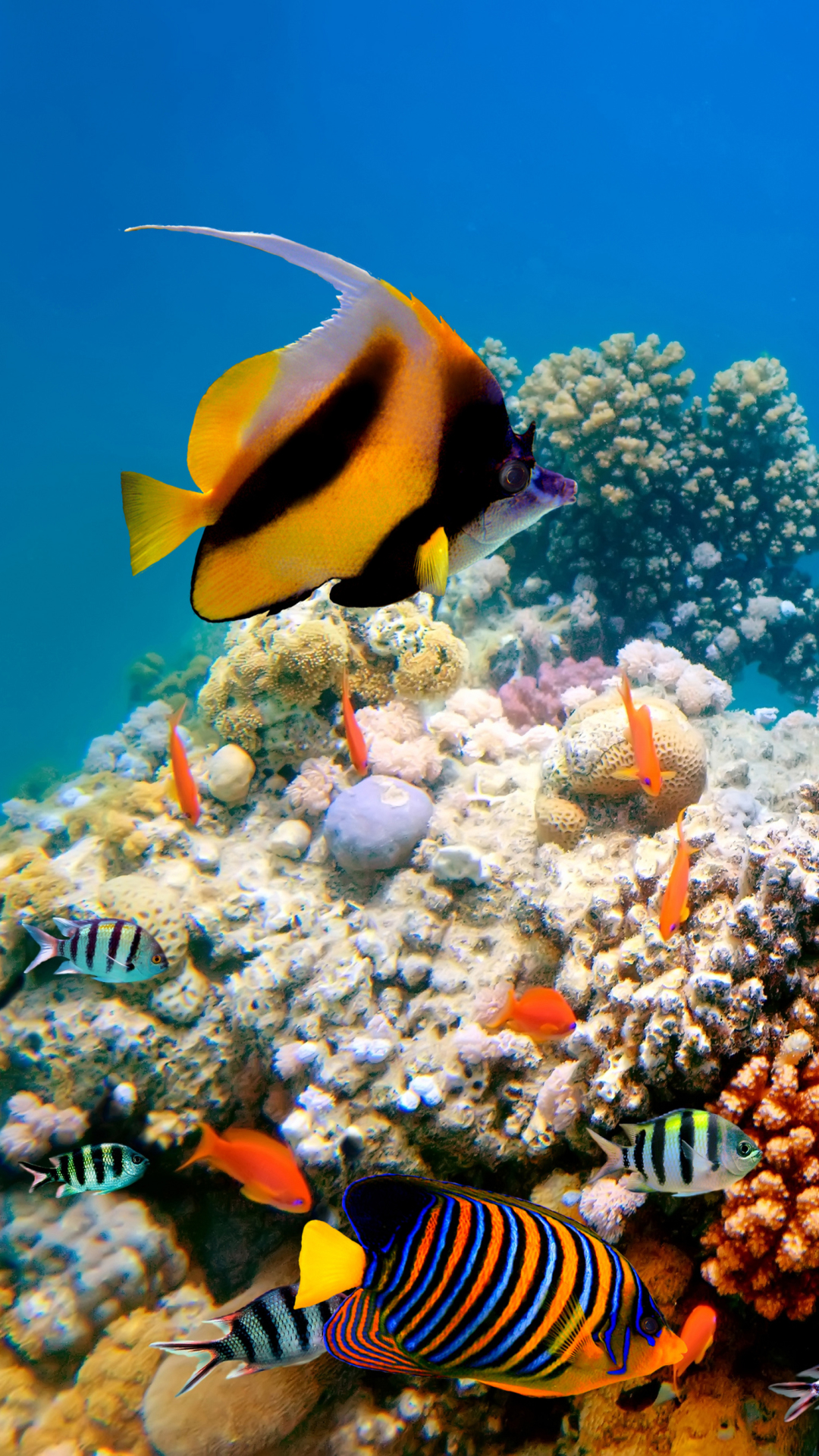 1151009 Bildschirmschoner und Hintergrundbilder Korallenriff auf Ihrem Telefon. Laden Sie  Bilder kostenlos herunter
