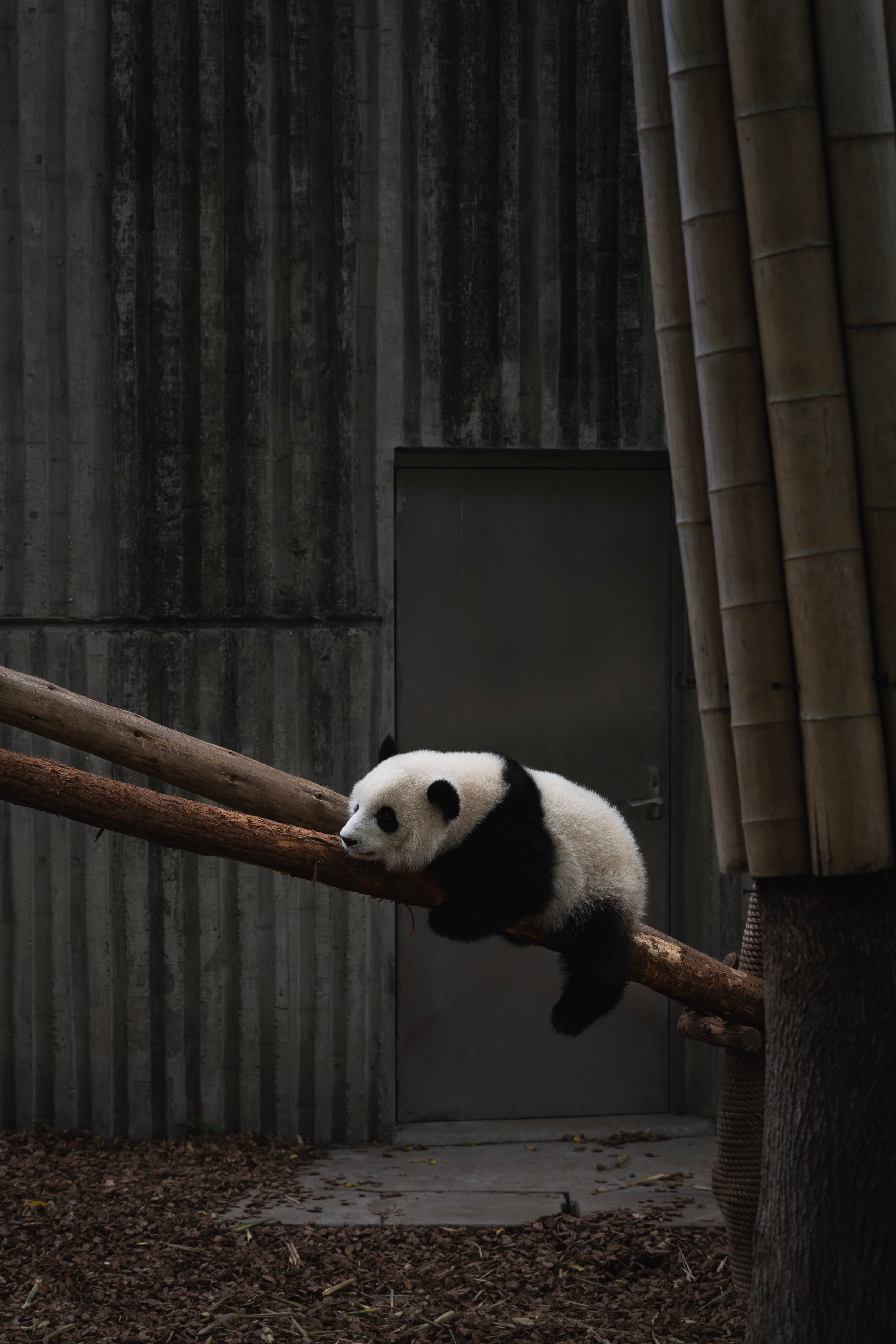 panda, animals, bamboo, animal, wood, tree