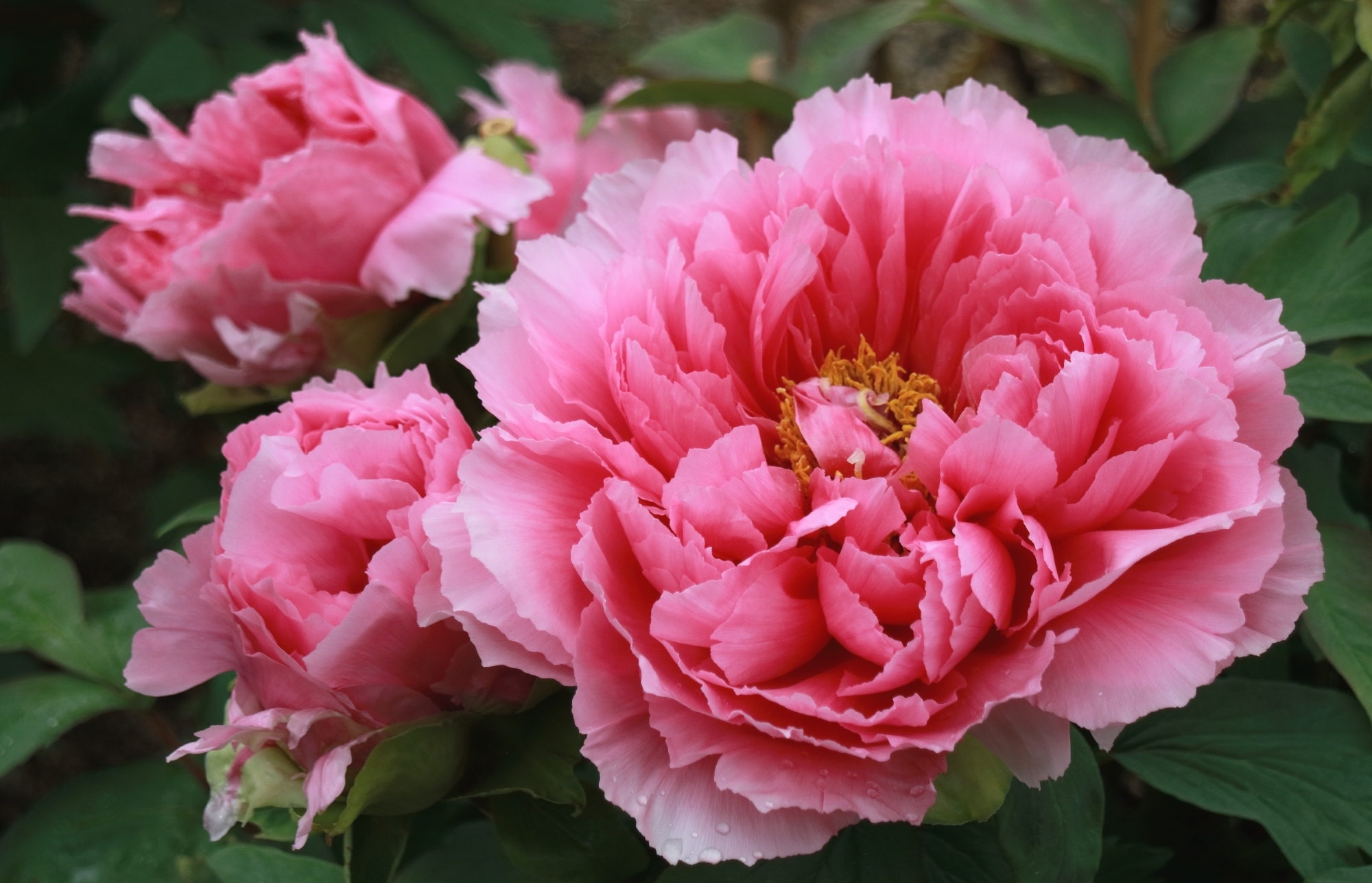 earth, peony, close up, flower, nature, pink flower, flowers download HD wallpaper