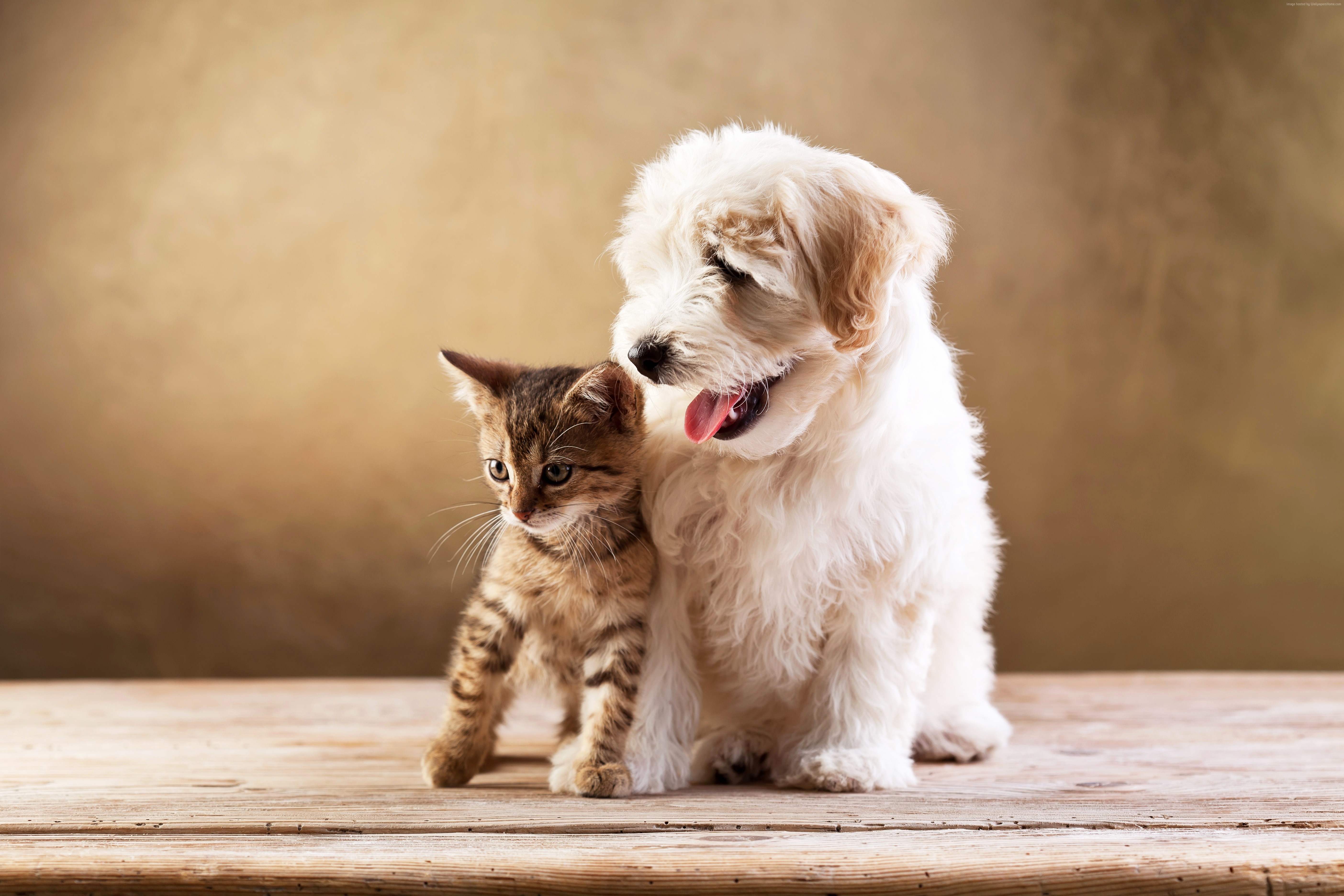 859340 descargar imagen animales, perro y gato, bebe animal, lindo, perro, amigo, gatito: fondos de pantalla y protectores de pantalla gratis