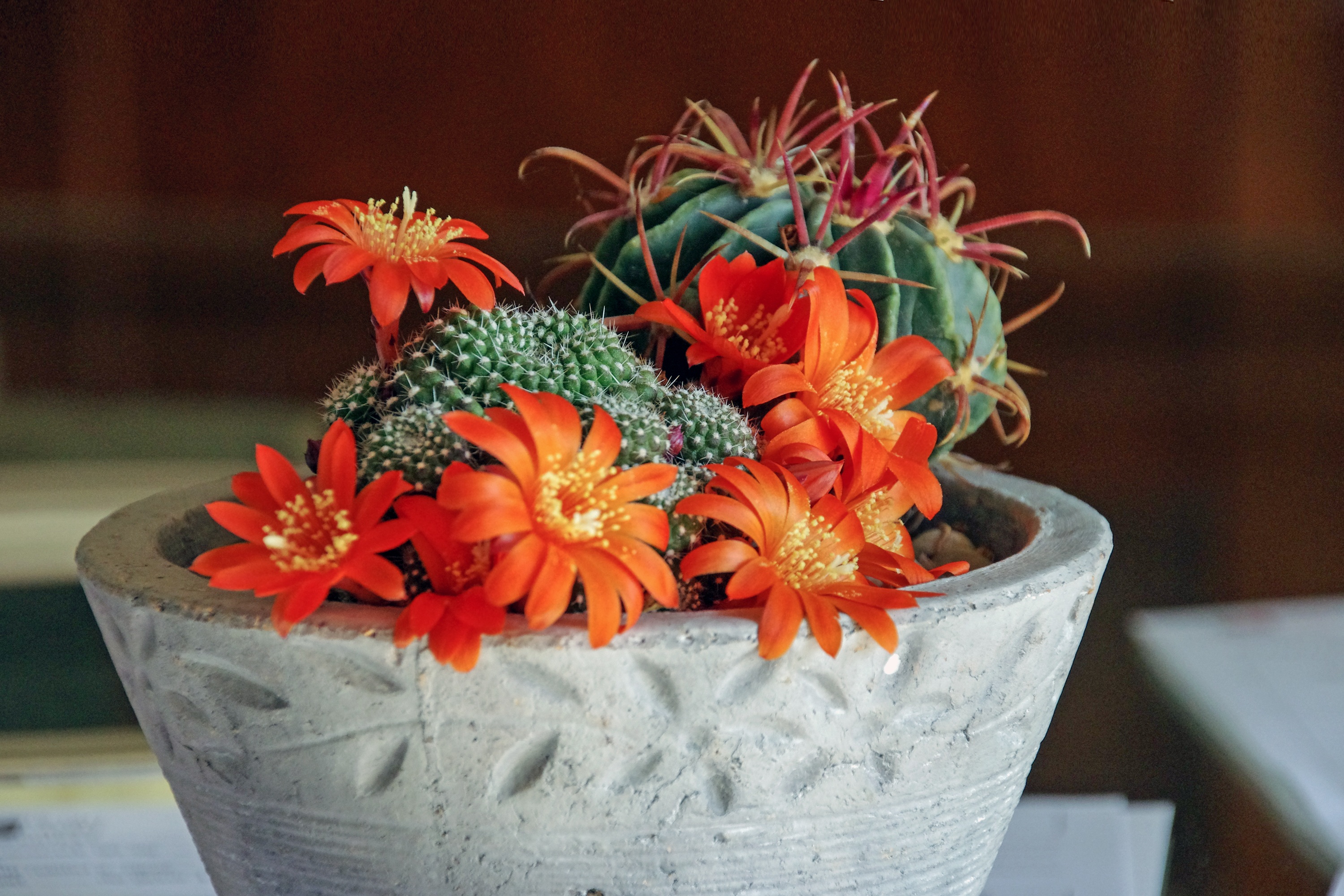 flowers, cactus, indoor plant, houseplant, succulents, mammillaria