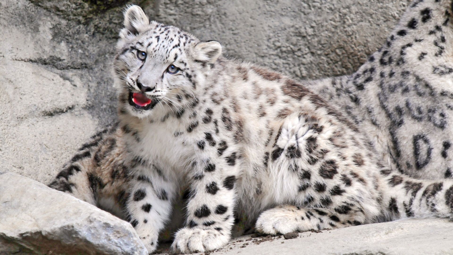 155129 télécharger l'image snow leopard, museau, animaux, muselière, prédateur, gros chat, fauve - fonds d'écran et économiseurs d'écran gratuits