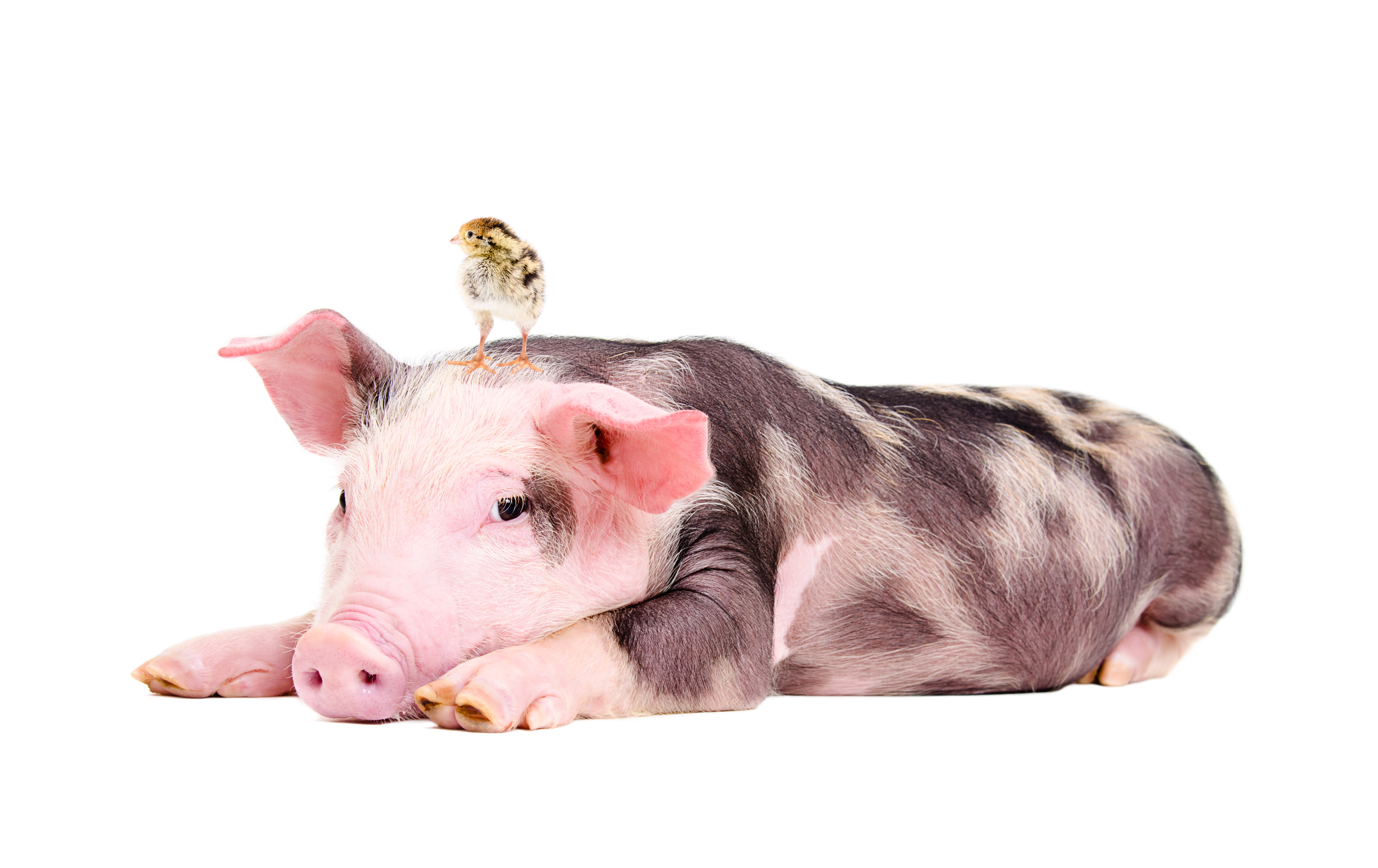 animal, pig, baby animal, chick HD wallpaper