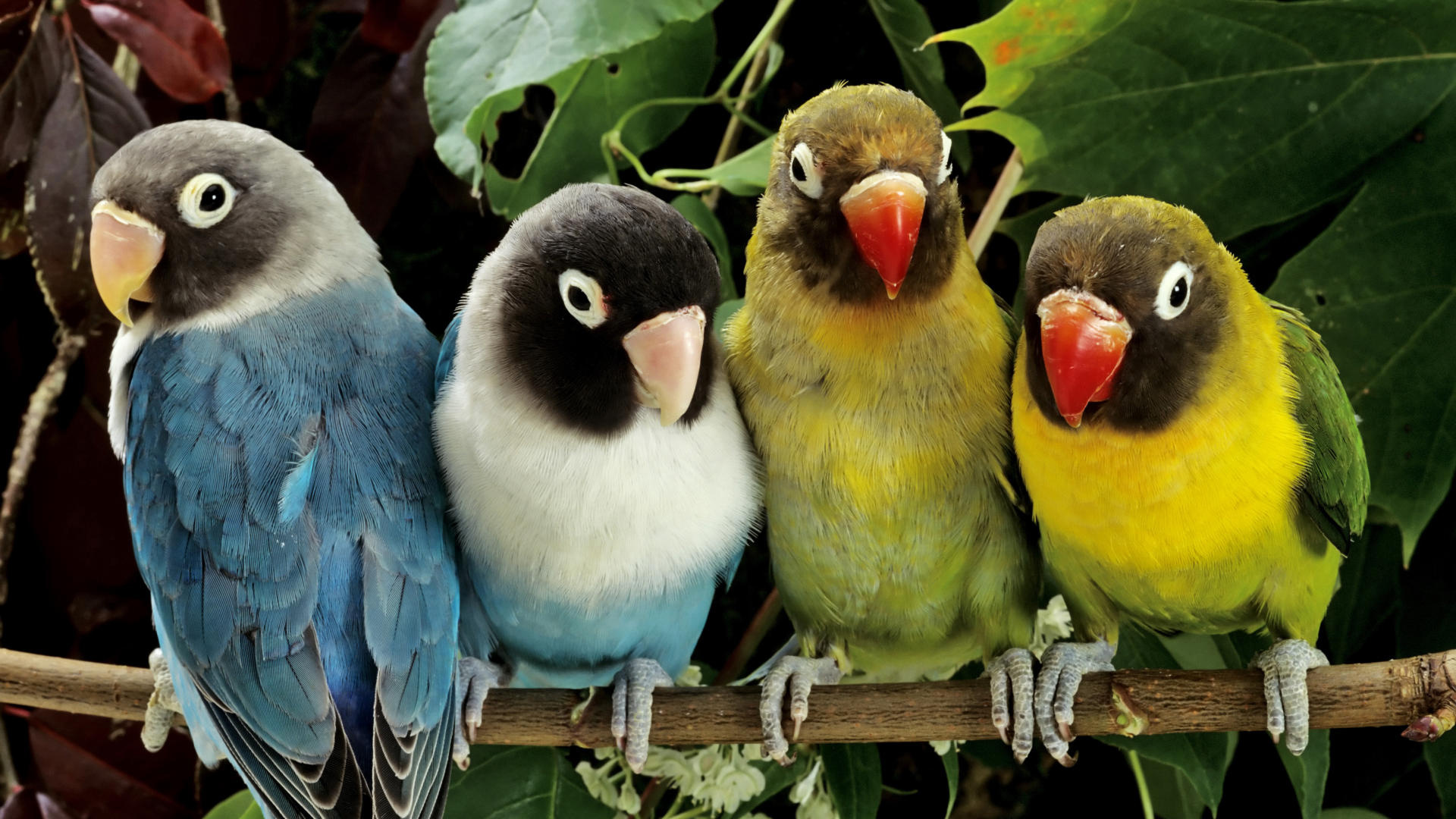 animal, lovebird, bird, branch, parrot Free Background
