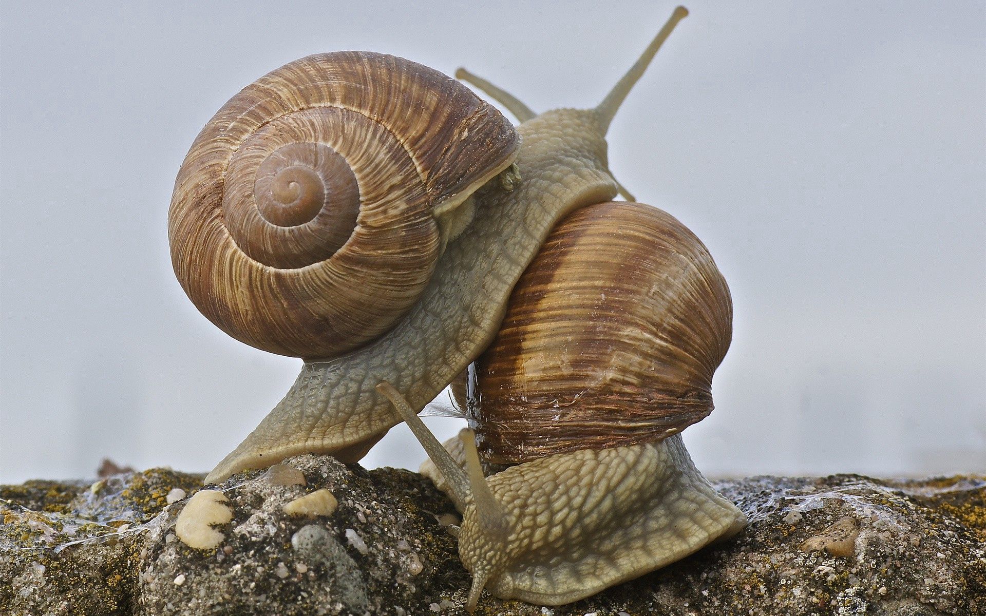 animals, snail, carapace, shell, antennae, tendrils