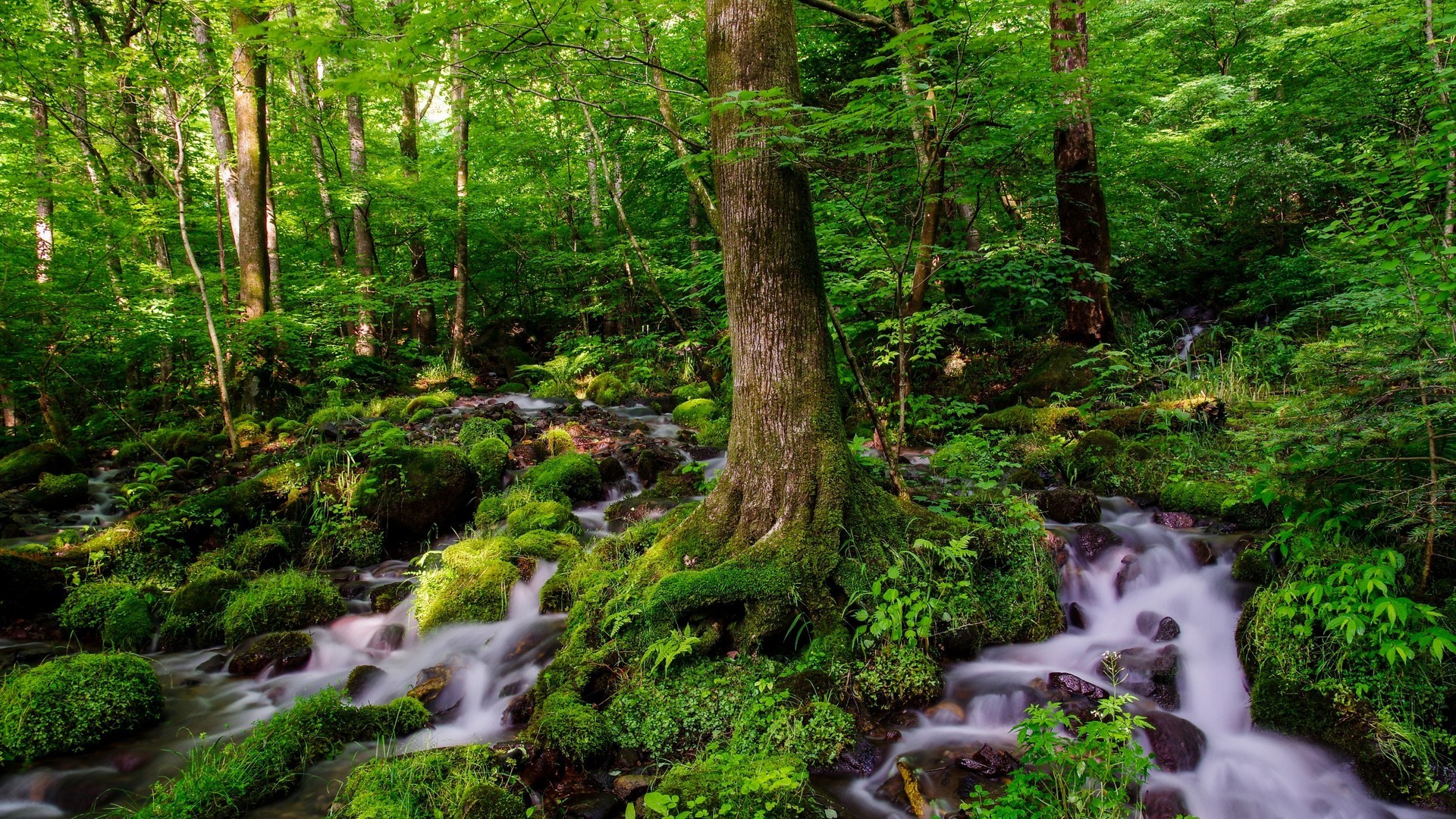 Лес природа ручей