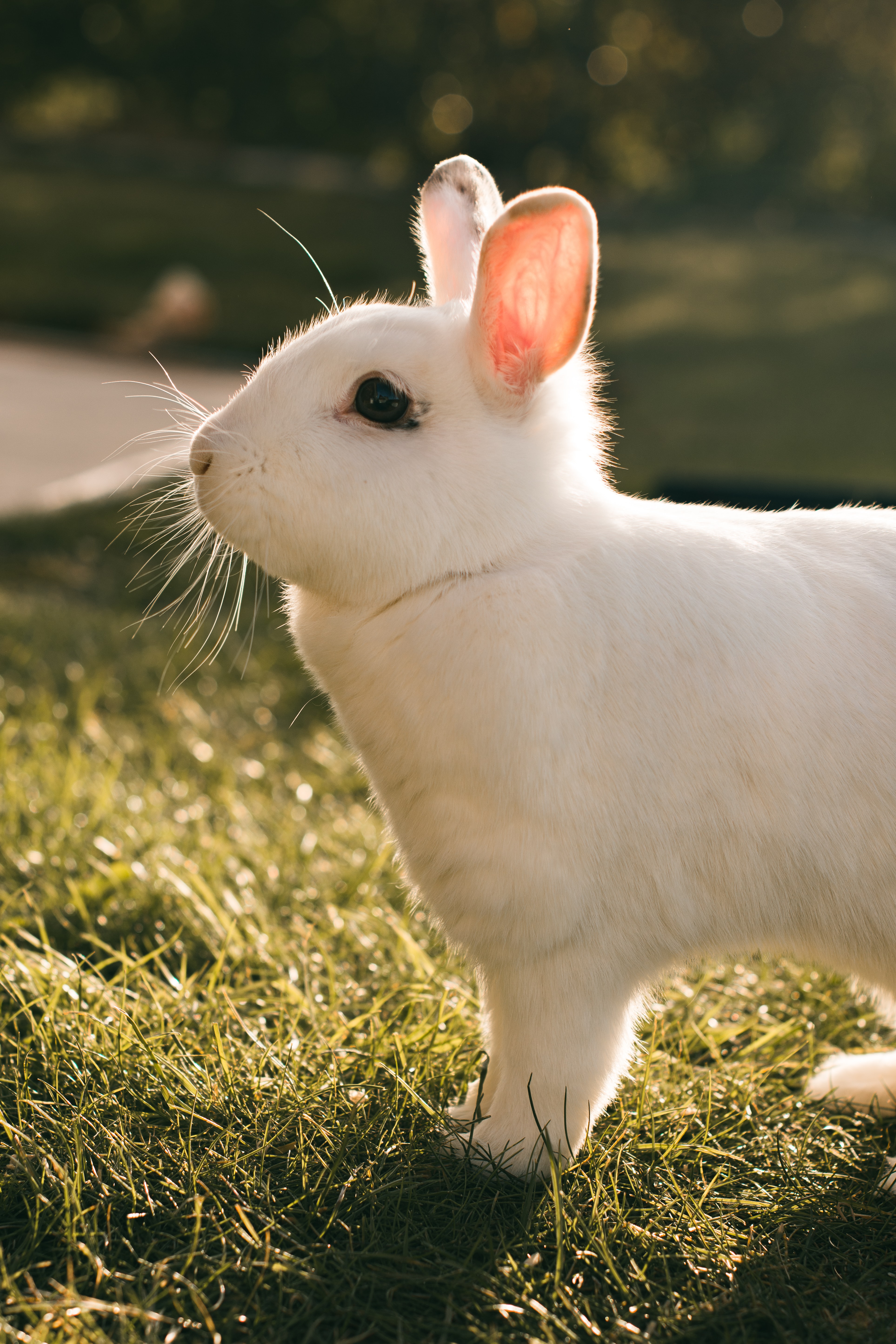 93985壁紙のダウンロード動物, ウサギ, 白い, プロフィール, 兎, 野ウサギ-スクリーンセーバーと写真を無料で