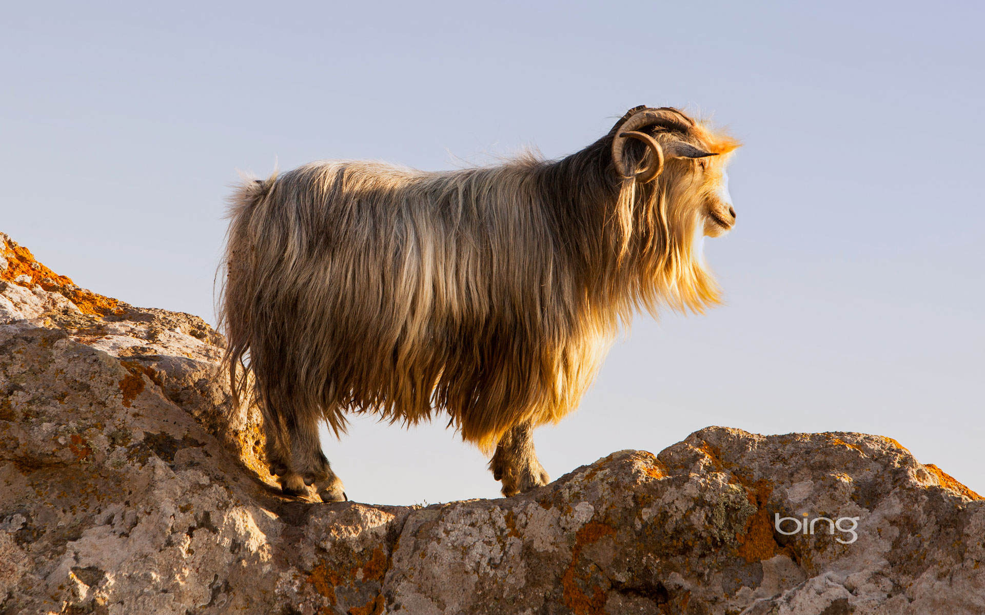goat, animal iphone wallpaper