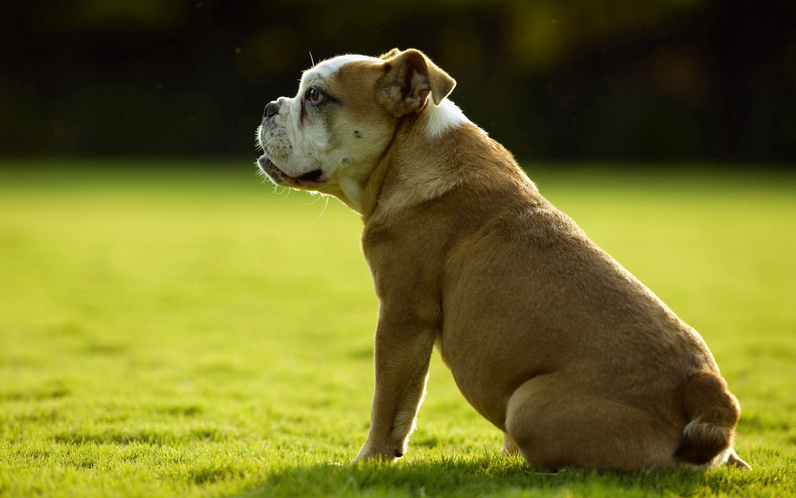 Laden Sie das Grass, Sitzen, Bulldogge, Bulldog, Tiere, Hund-Bild kostenlos auf Ihren PC-Desktop herunter