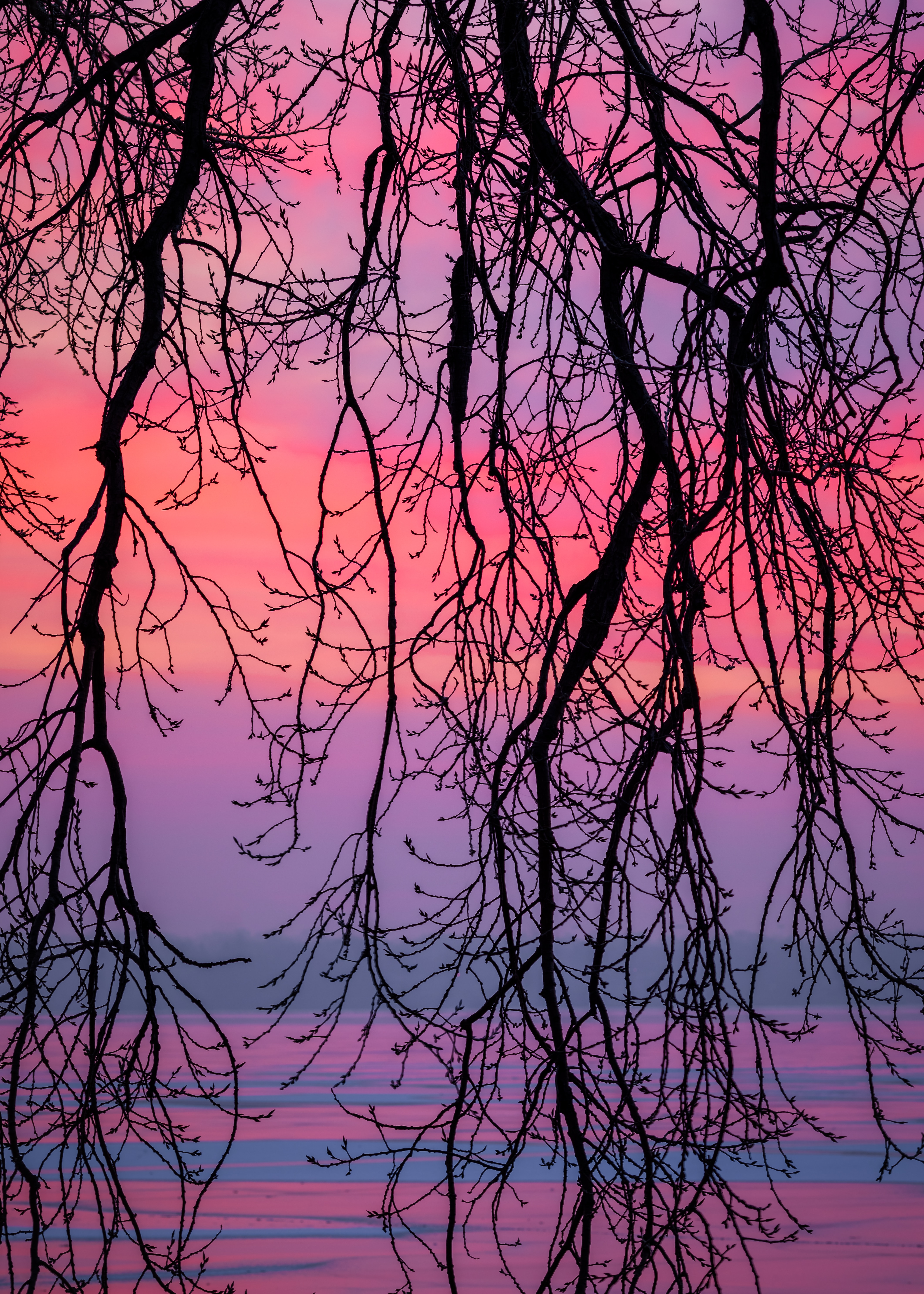 vertical wallpaper violet, branches, nature, sky, twilight, dusk, purple