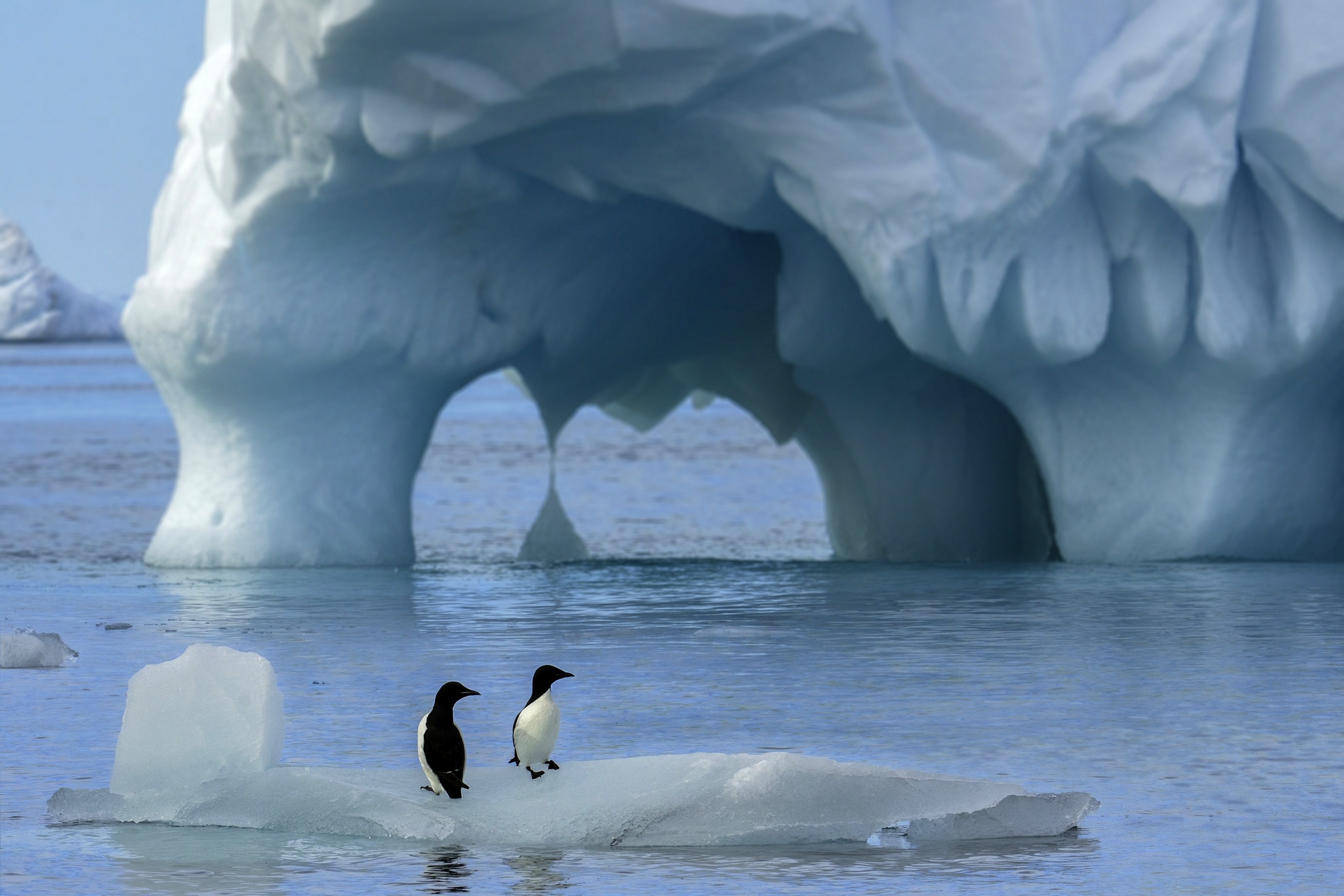 Айсберг пингвины Антарктики