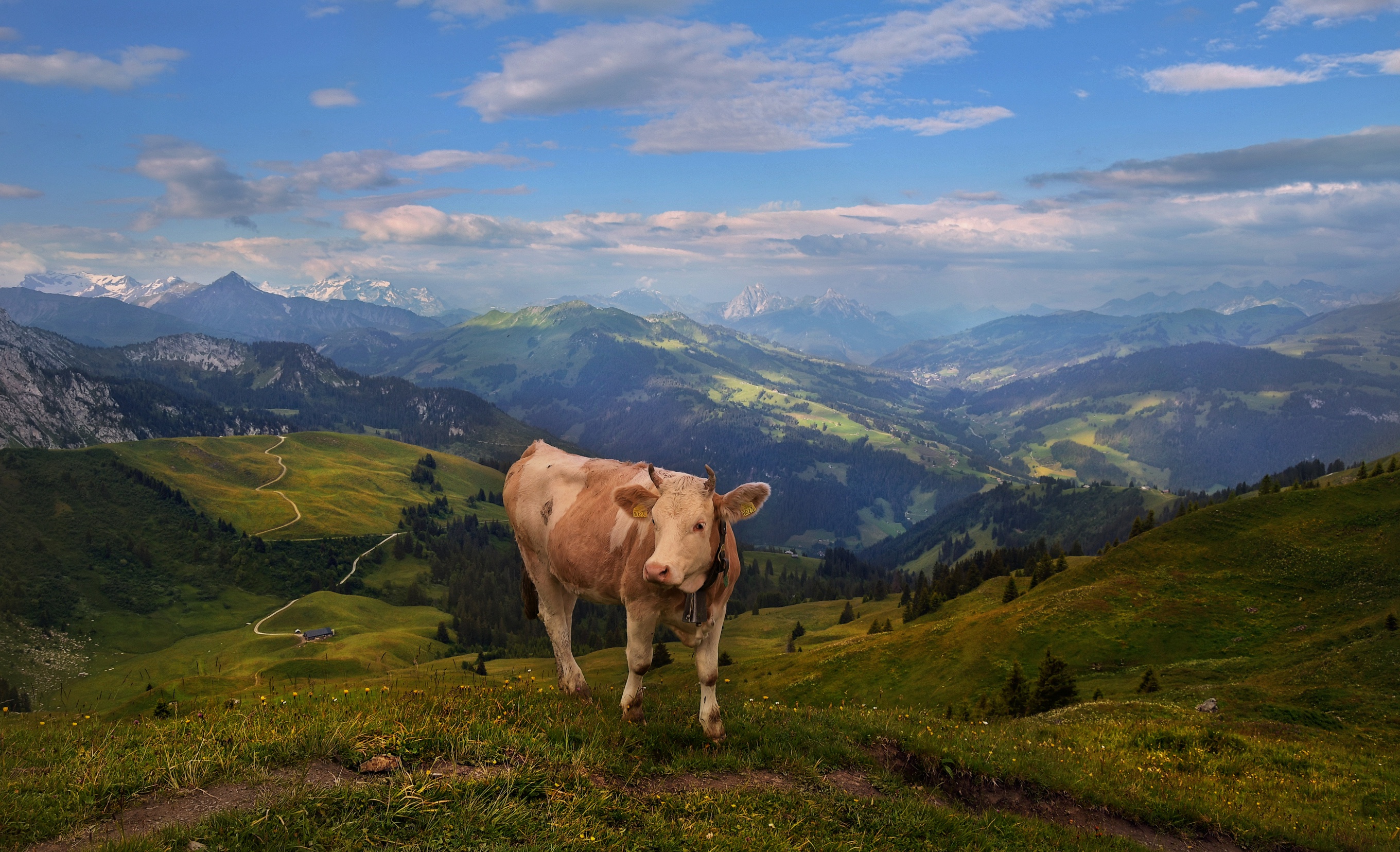 animal, cow, alps, mountain, pasture QHD