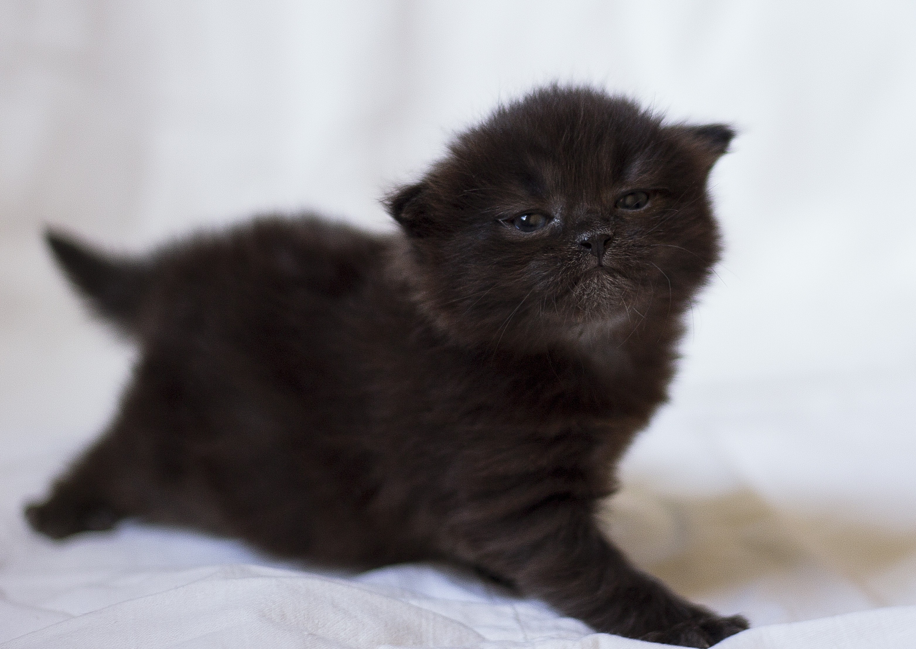 black, animals, kitty, kitten, kid, tot, photosession, photo shoot HD wallpaper