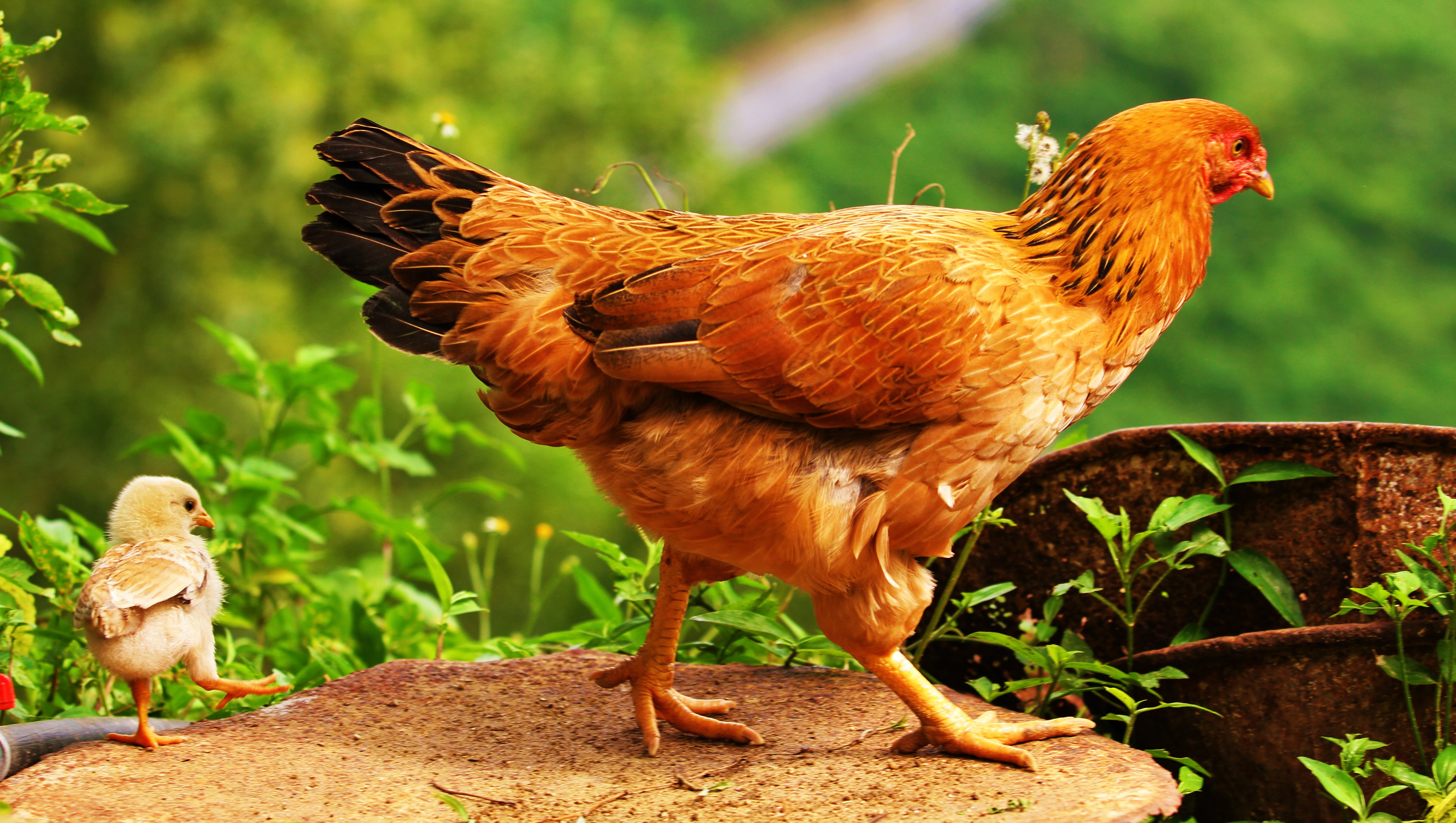 388357 下載圖片 动物, 鸡, 小鸡, 鸟类 - 免費壁紙和屏保