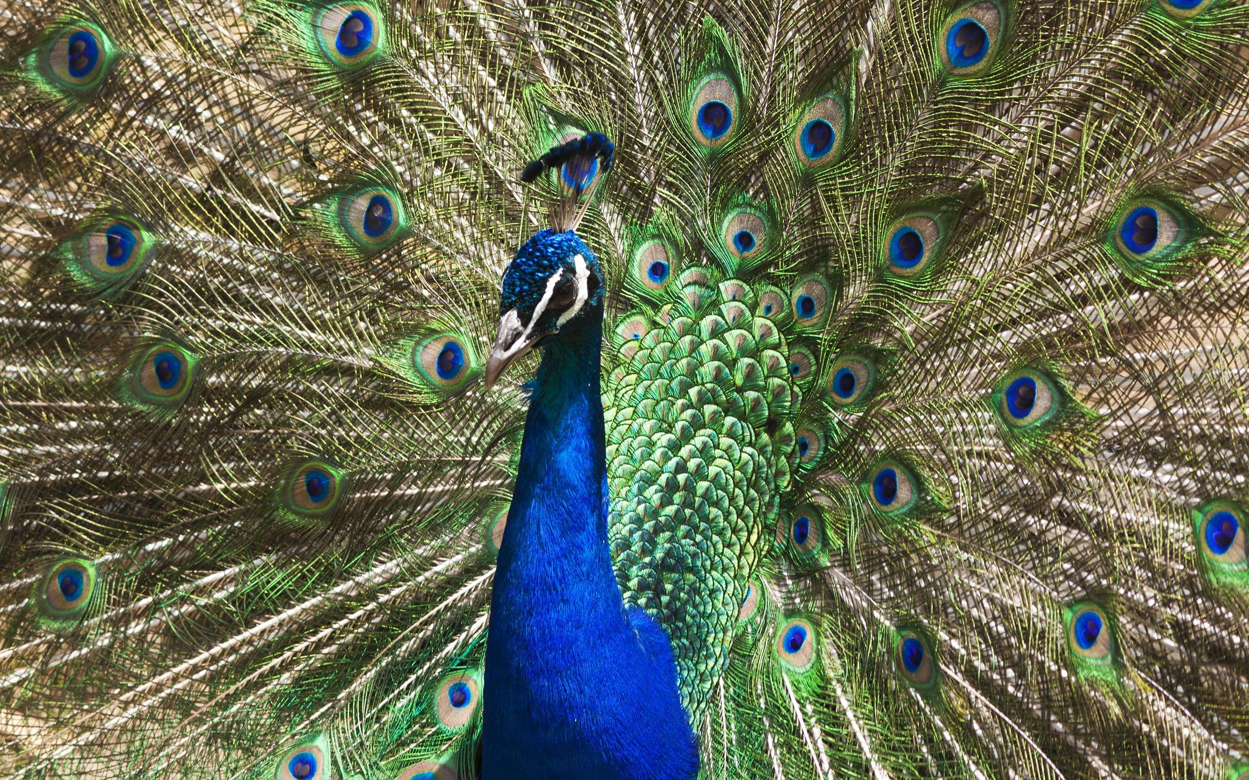 peacock, patterns, animals, bird, tail