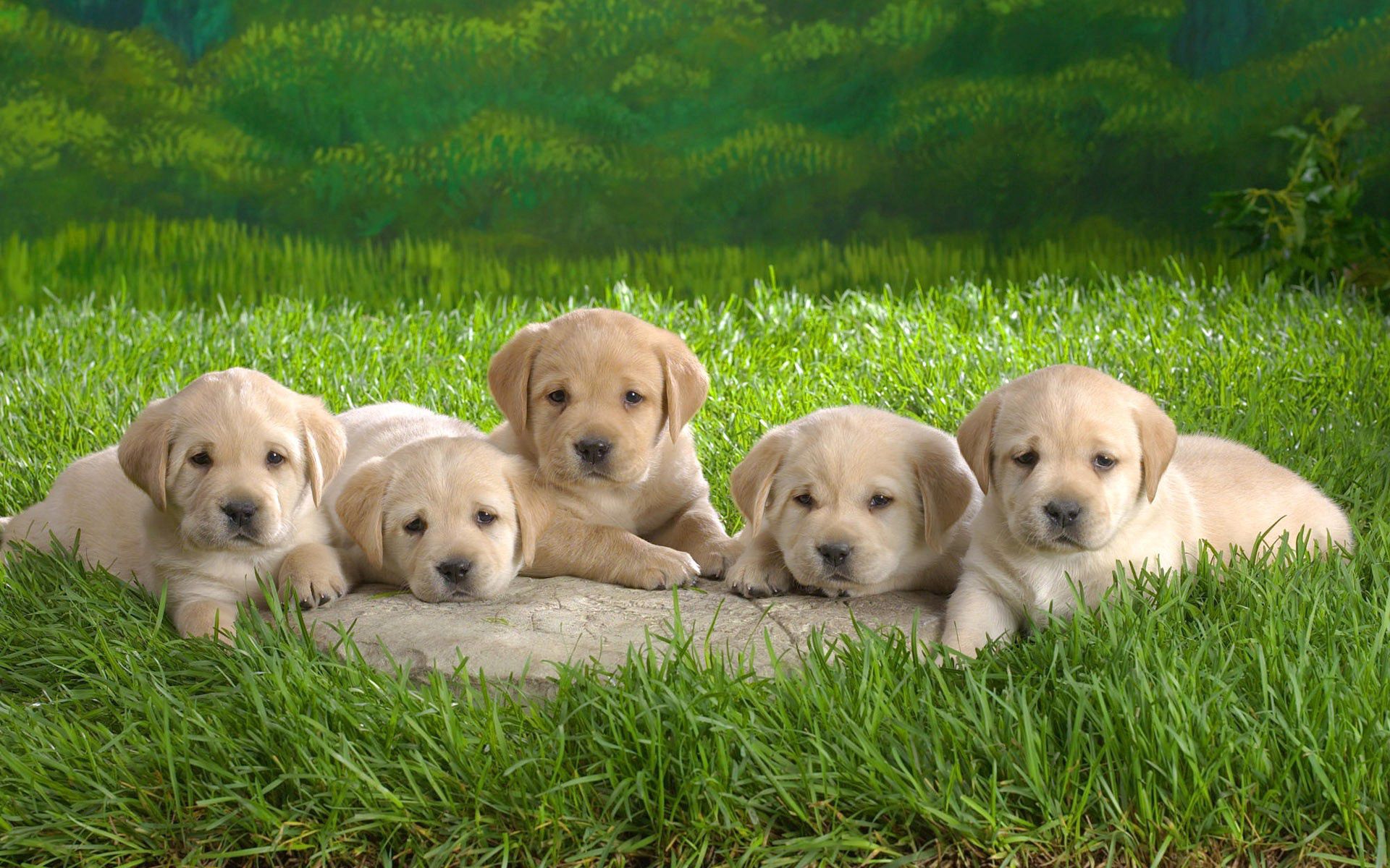 Free download wallpaper Grass, Dogs, Labrador, Puppies, Animals on your PC desktop