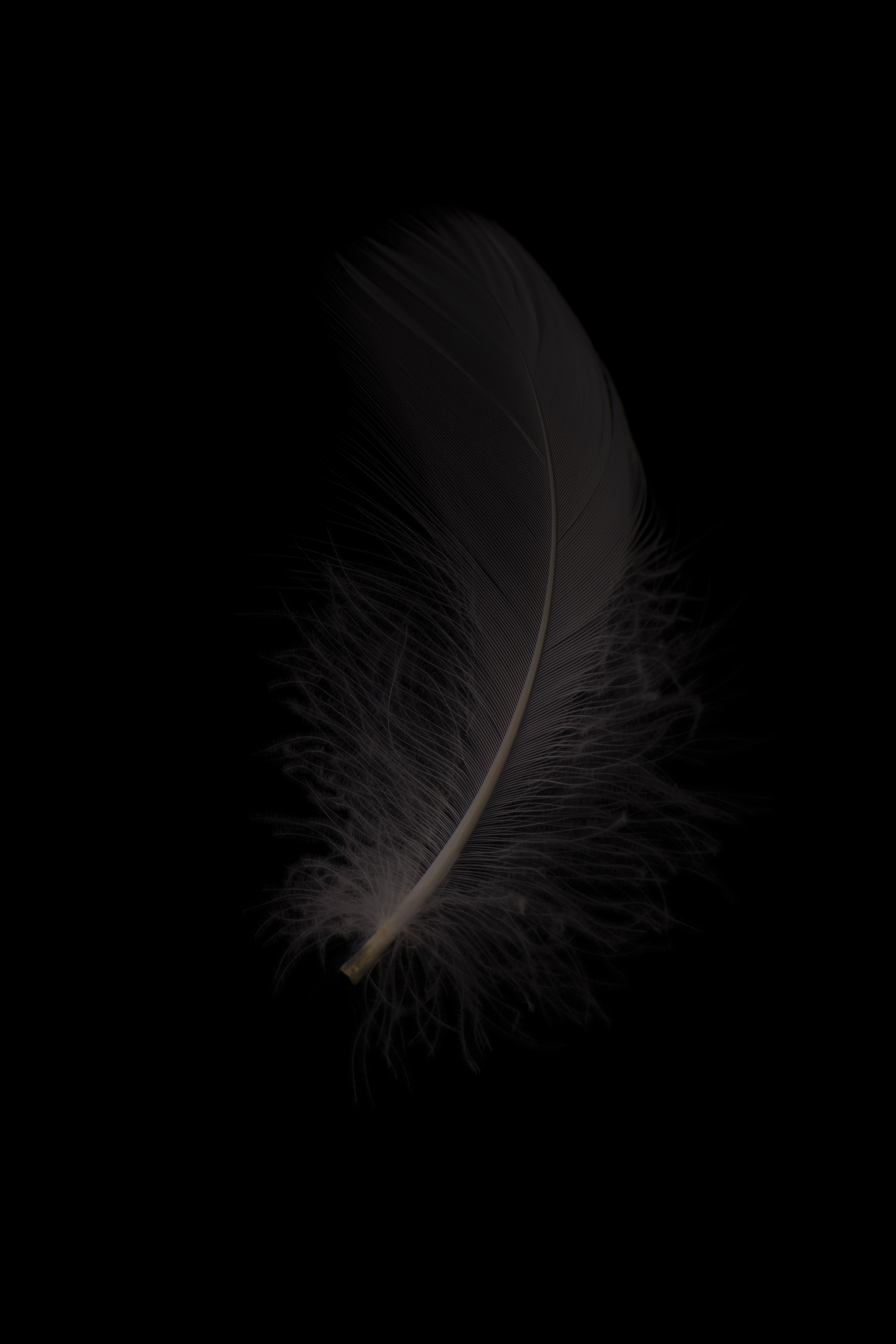 android grey, bw, macro, feather, chb, pen