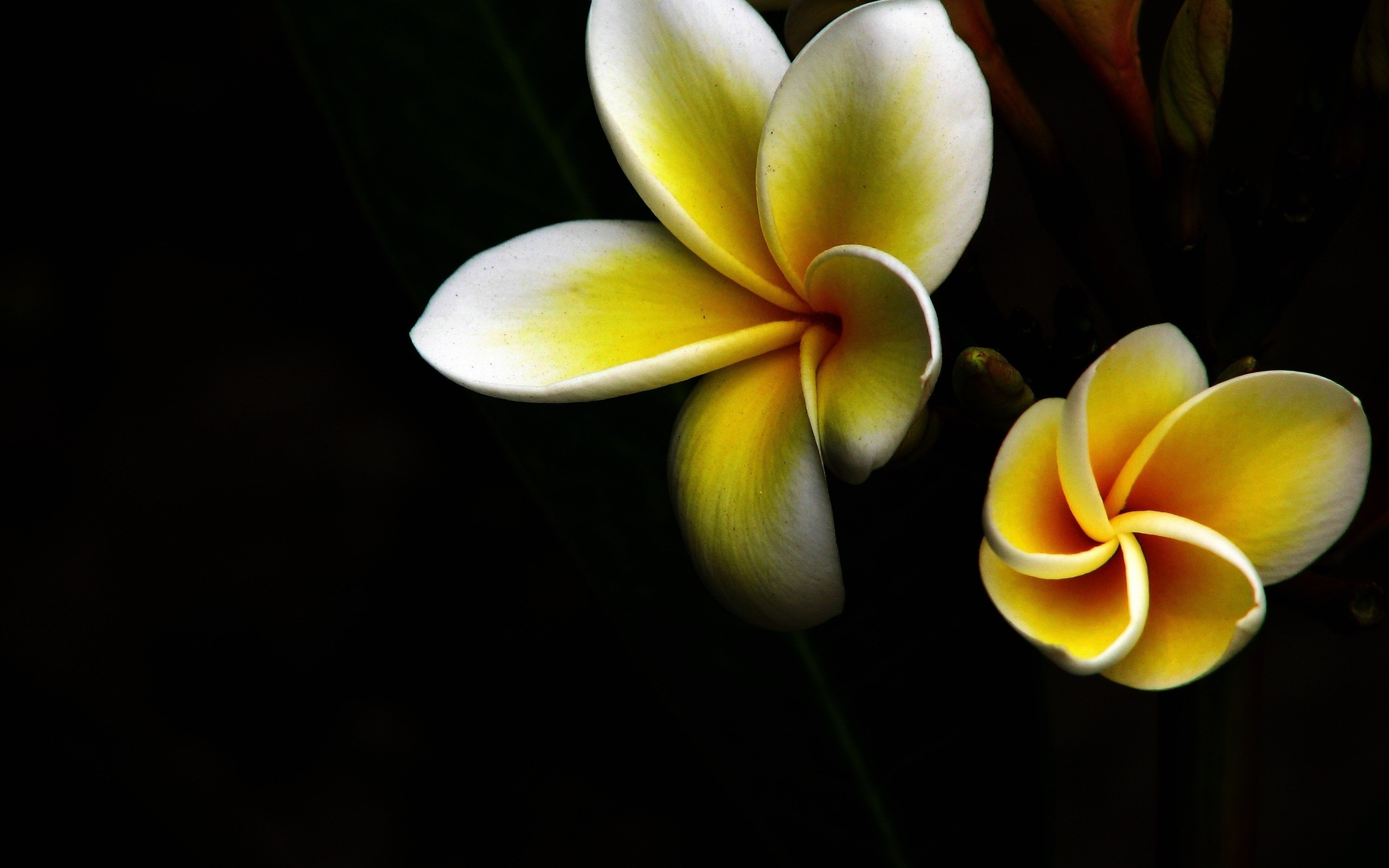 229044 descargar fondo de pantalla tierra/naturaleza, frangipani, flor, flores: protectores de pantalla e imágenes gratis